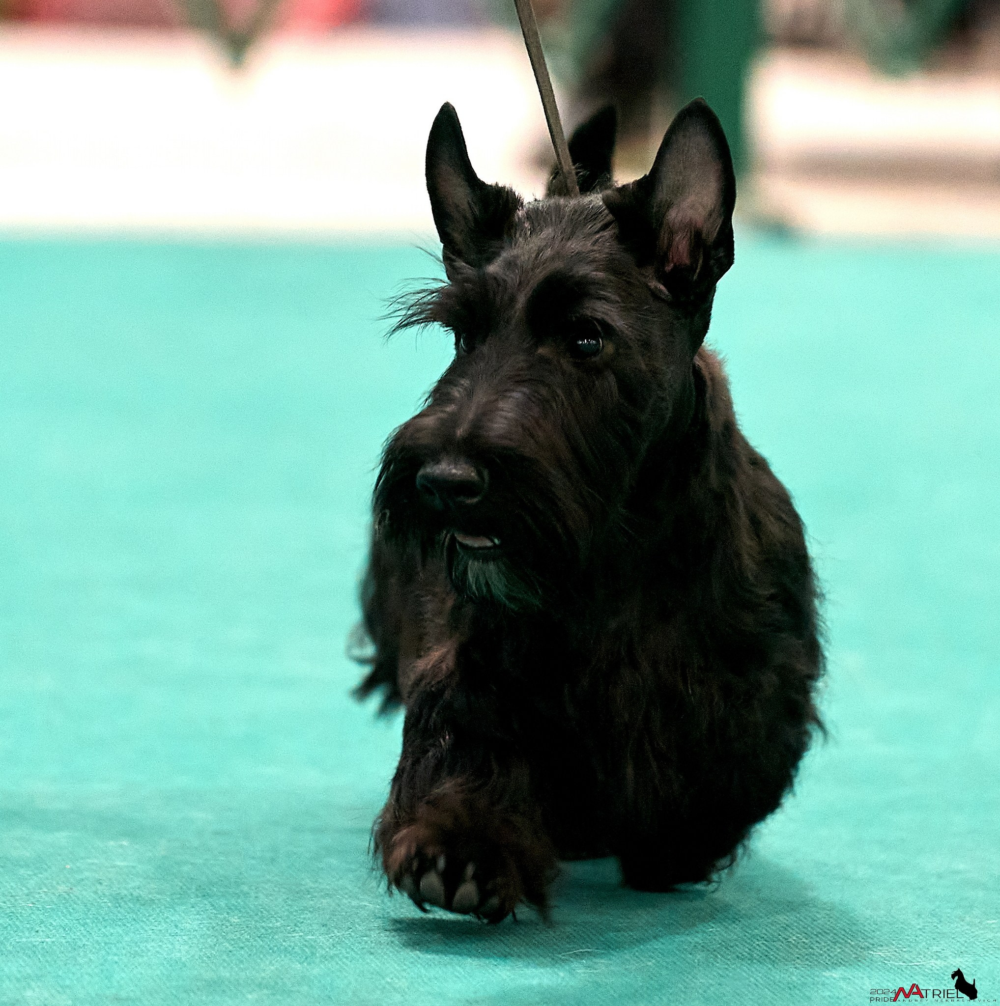 Съемка на выставке в Крокусе