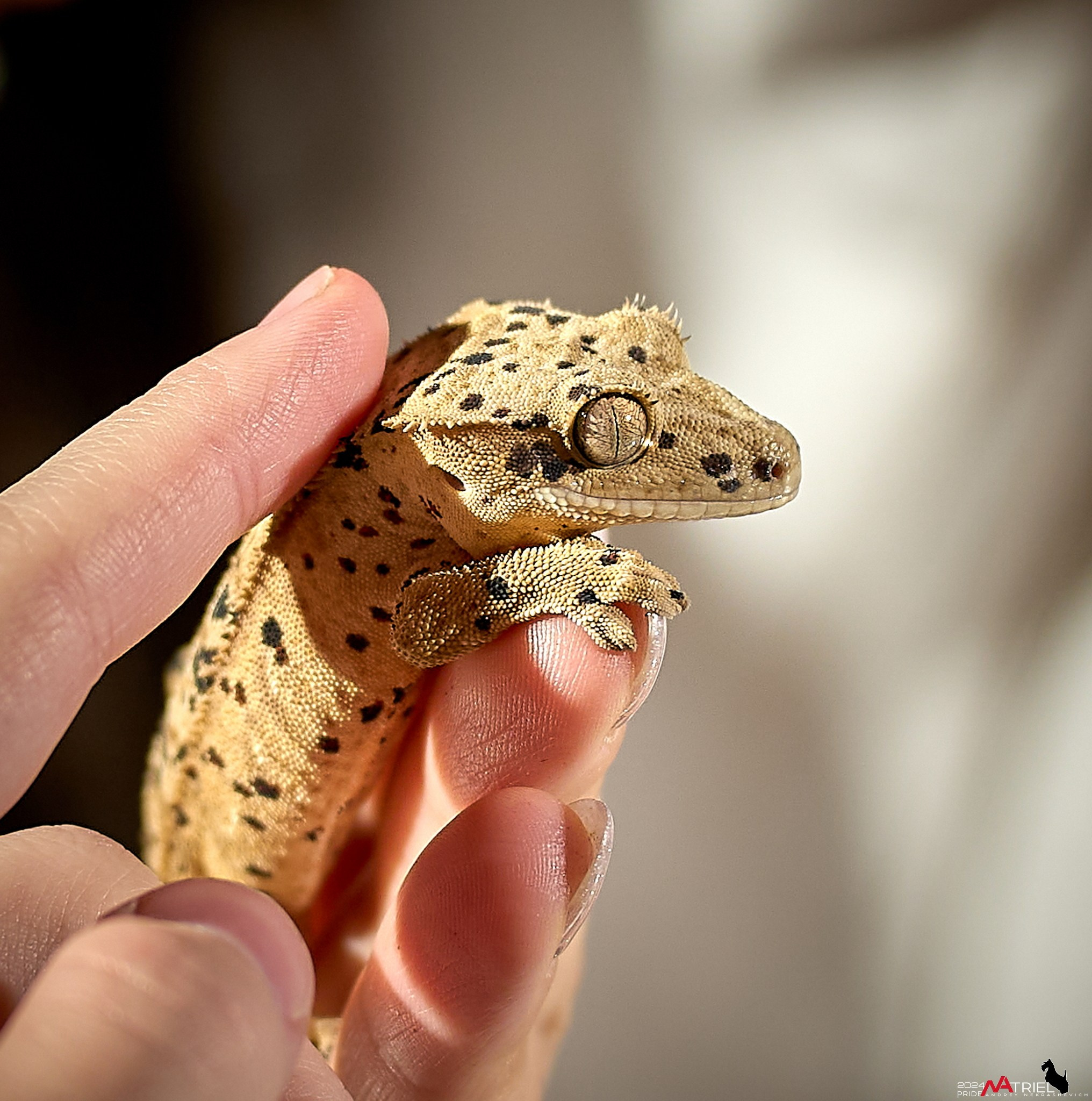 Репортаж с выставки РЕПТИЛИУМ-2024