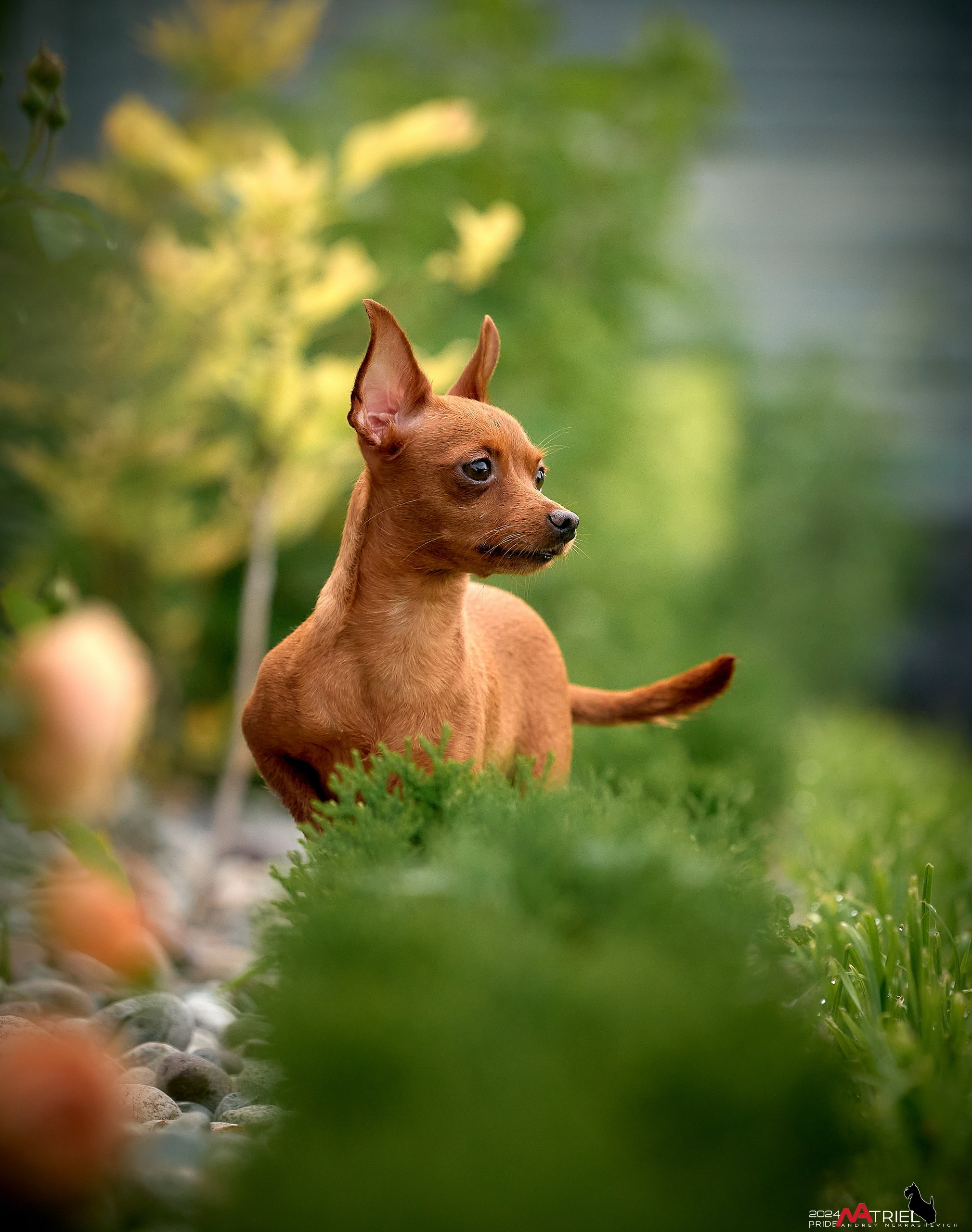 Фотопрогулка с крысариками