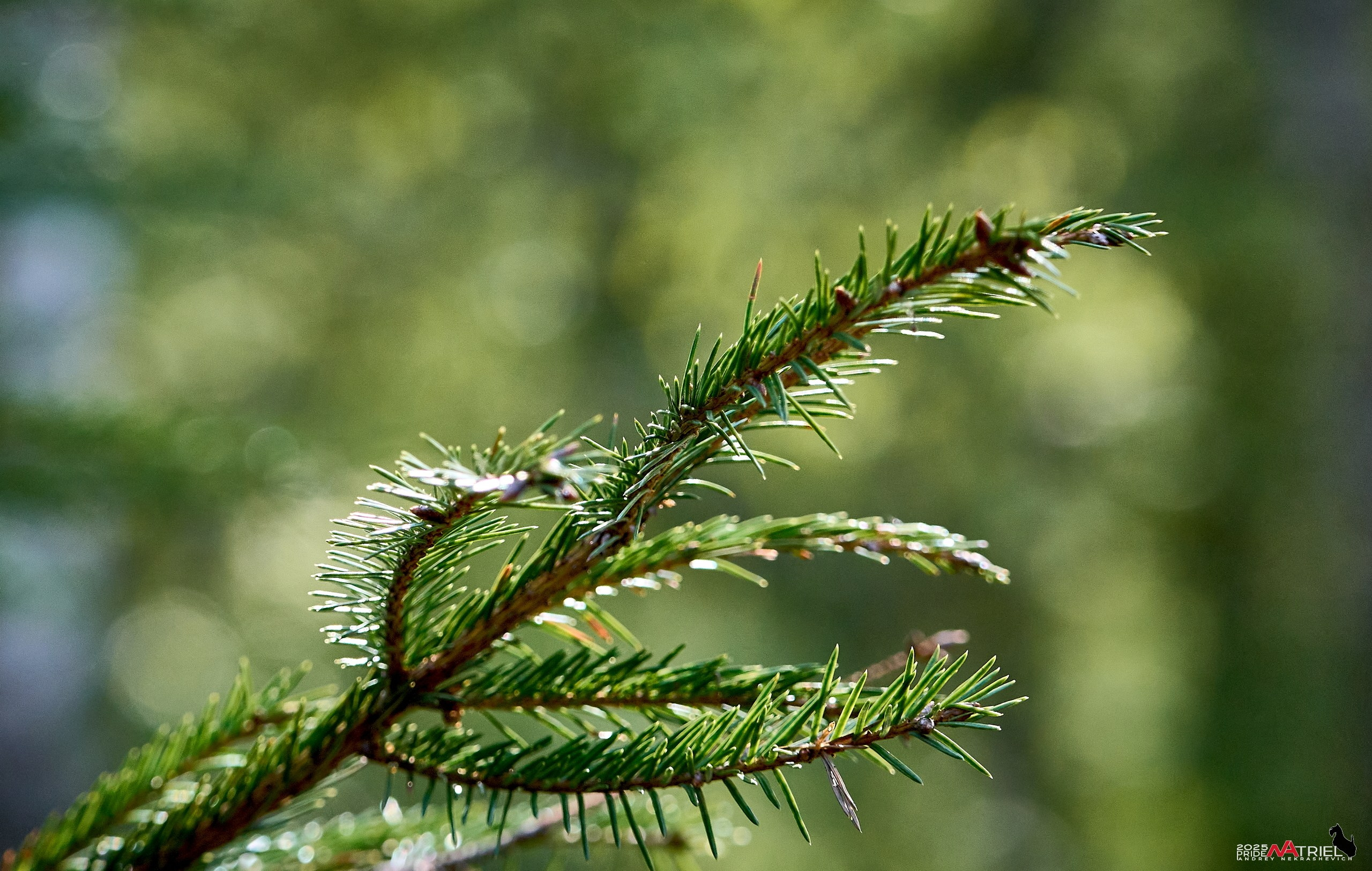 Съемка в майском лесу