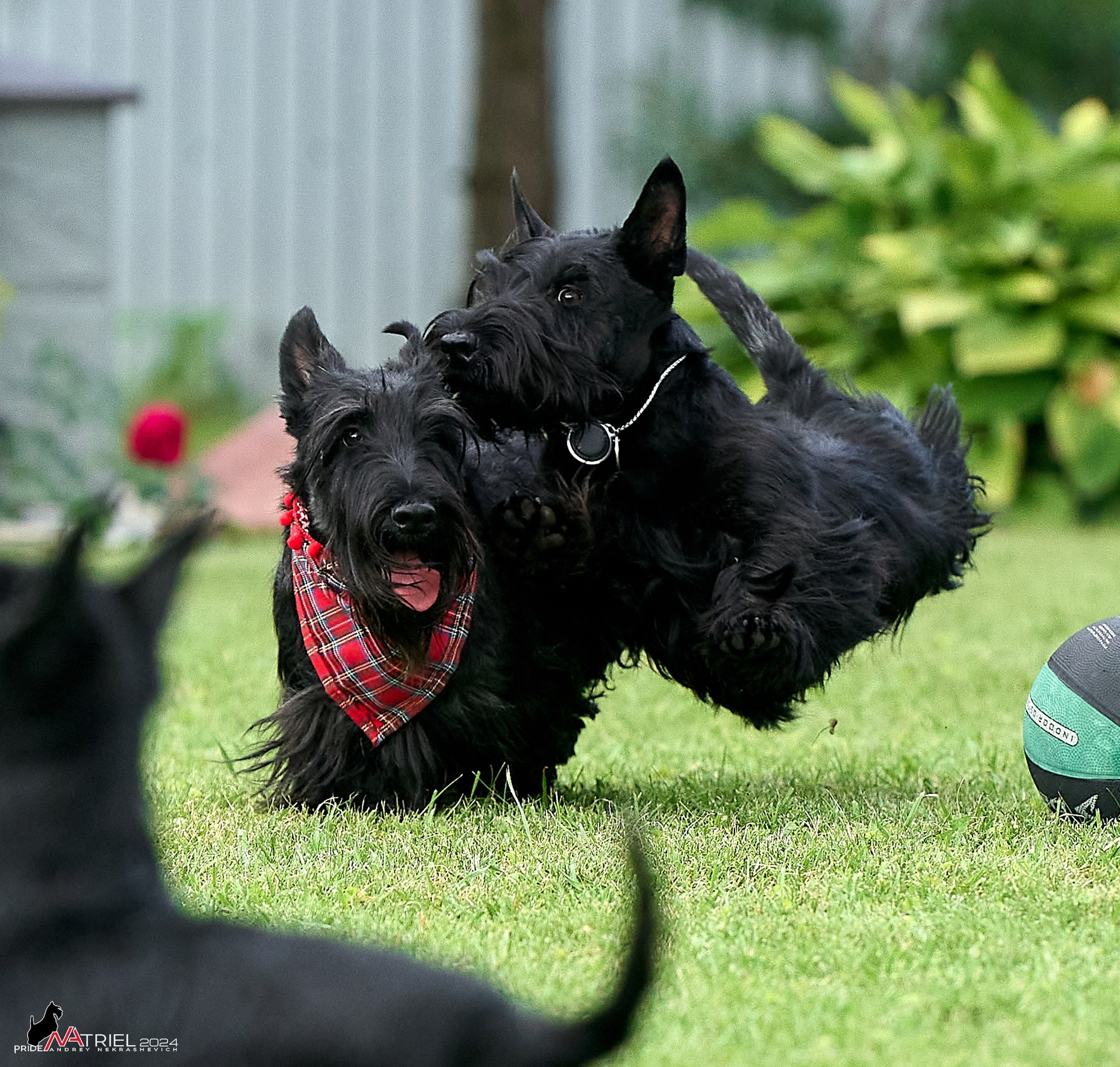 Скотчесемья «ИмпериалИти»