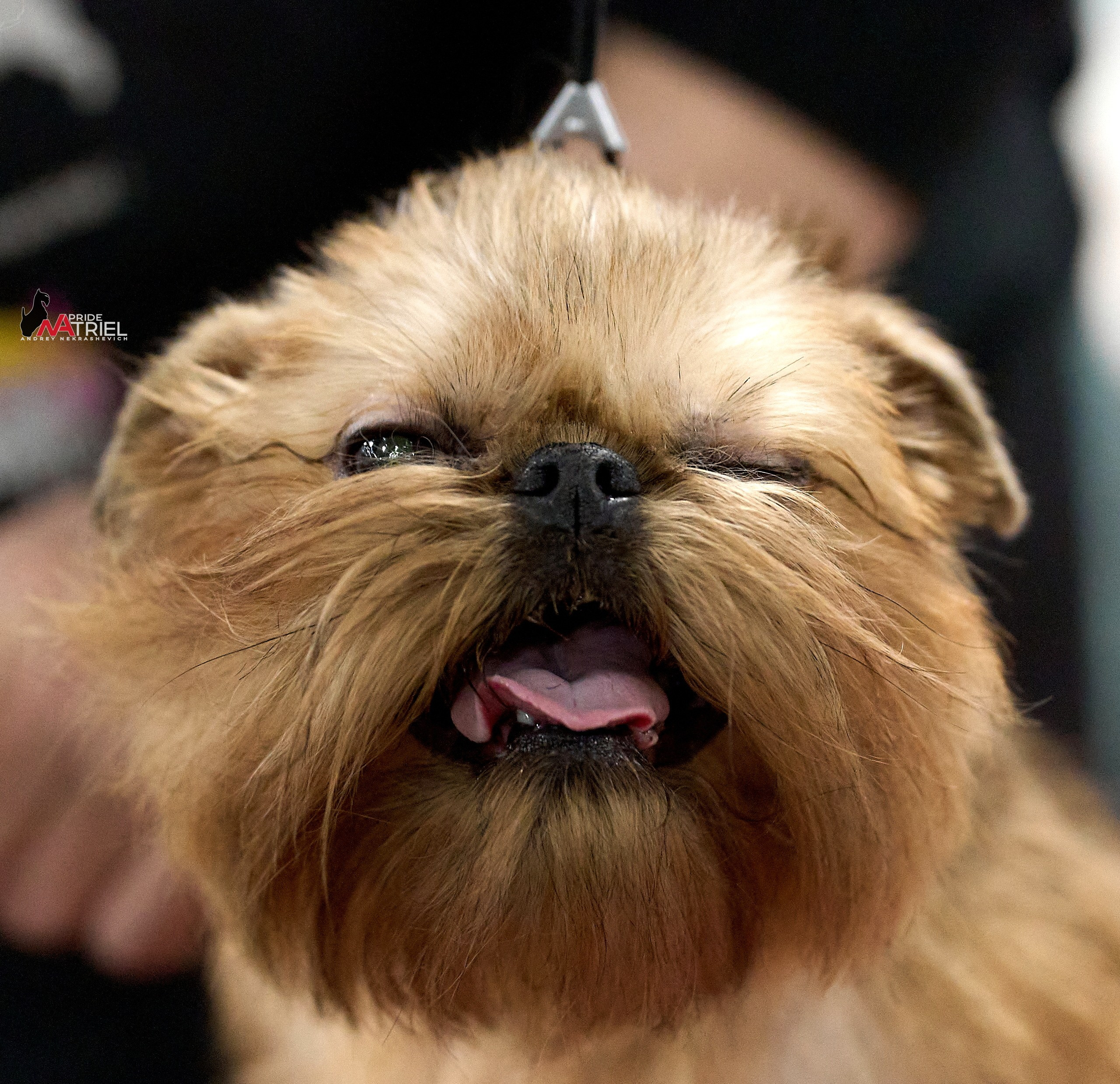 Портреты собак — галерея NATRIEL