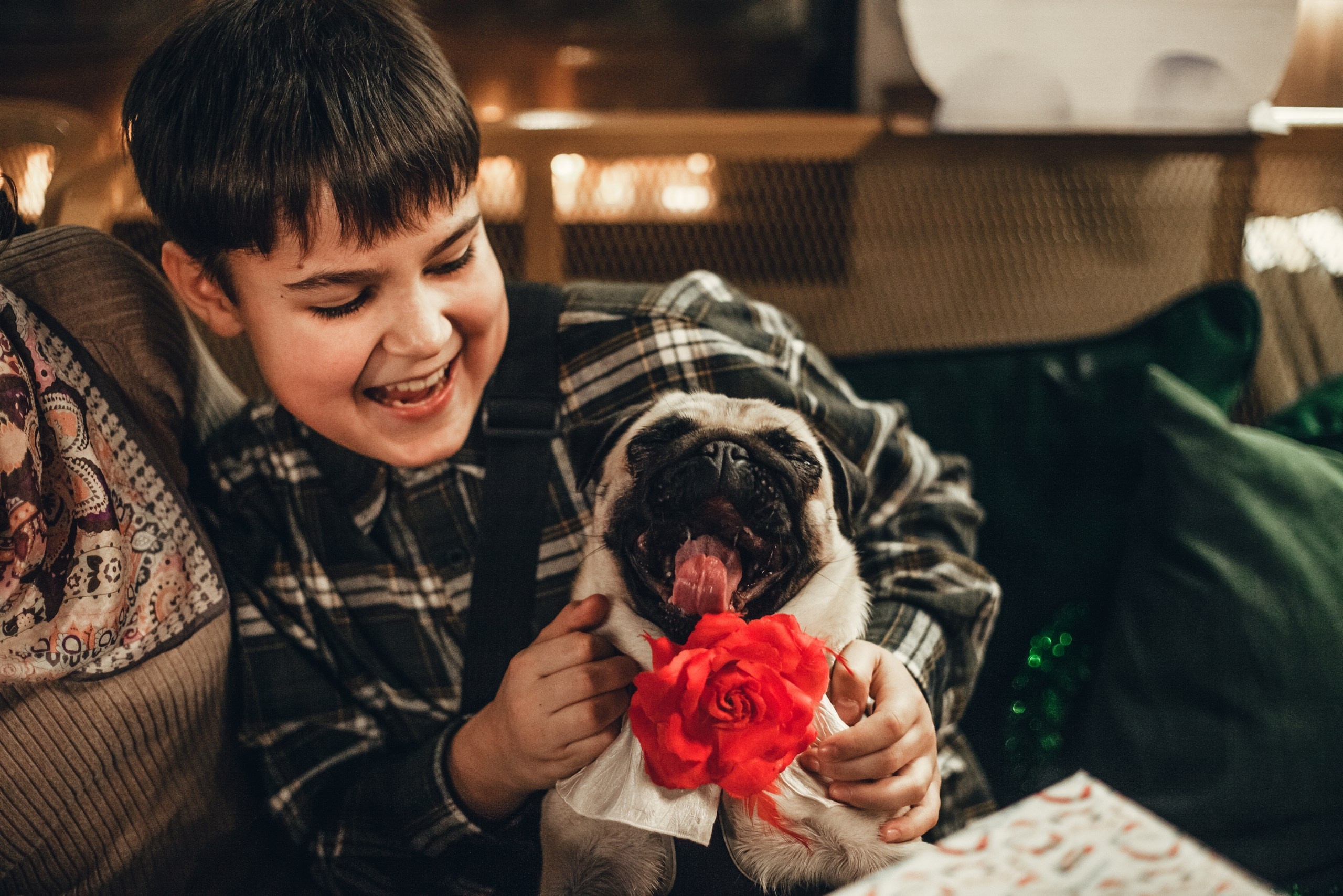 Мопсовстреча 02.12.2023. Фотограф-анималист Татьяна Степанова