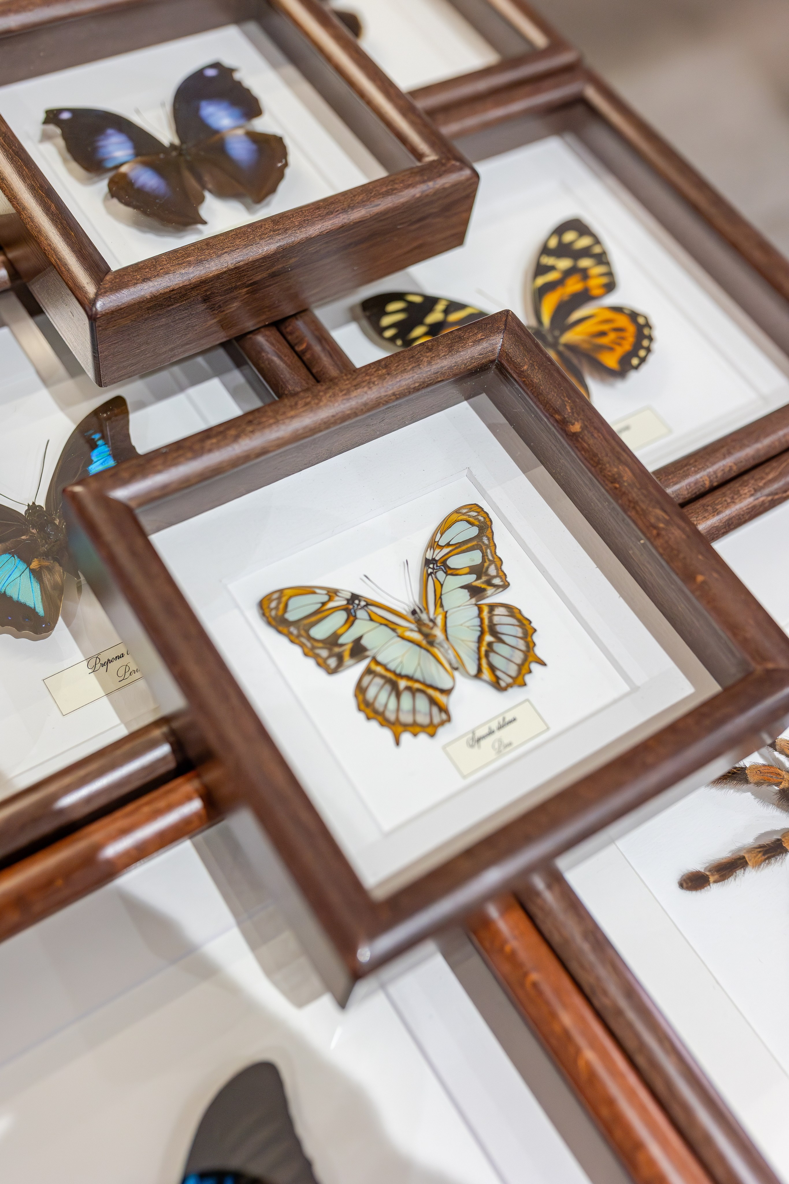 Монстериум апрель 2026. Александра Куликова фотограф, Москва