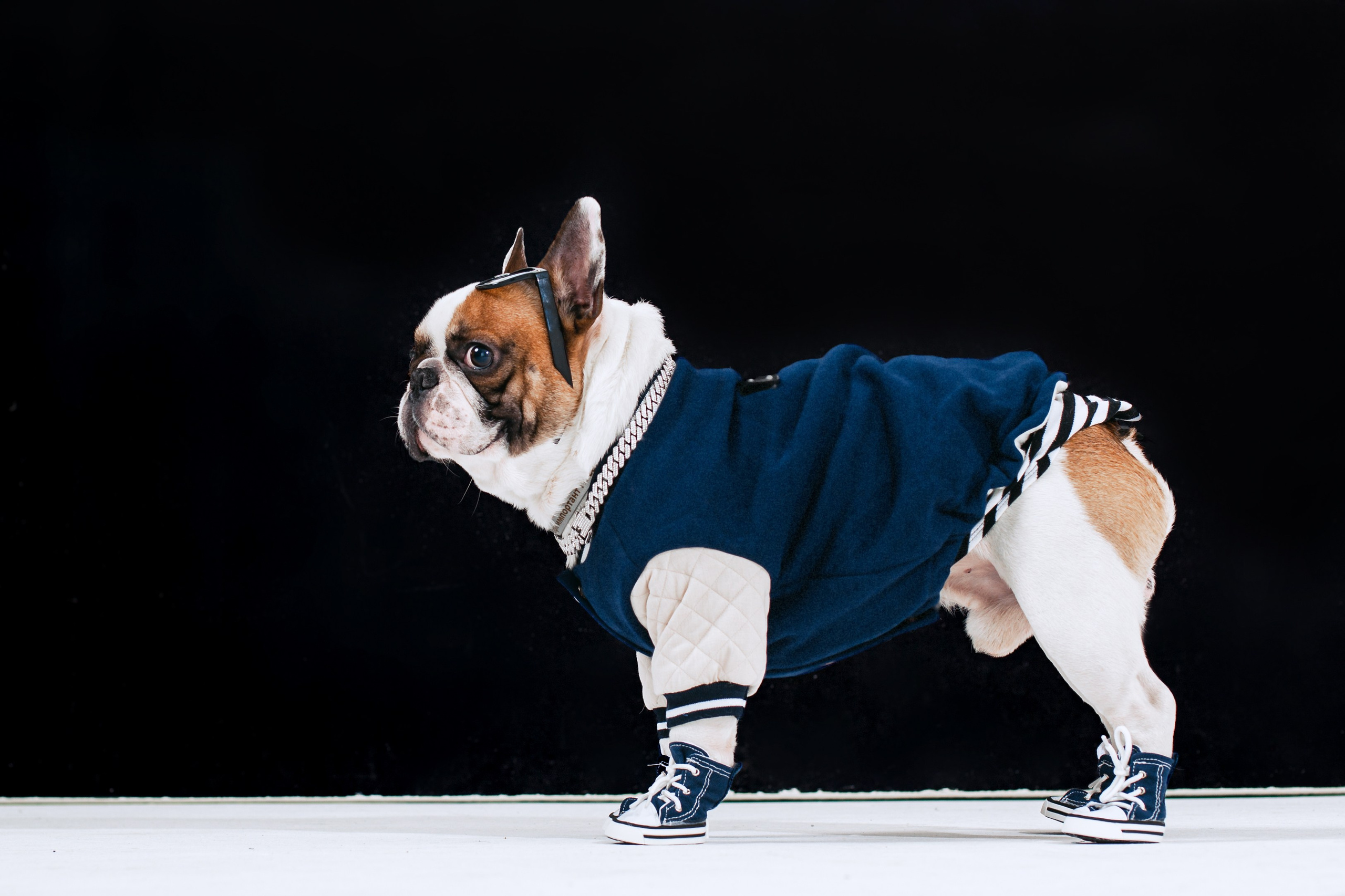 Пижамная вечеринка французских бульдогов и их хозяев. Фотограф-анималист Татьяна Степанова