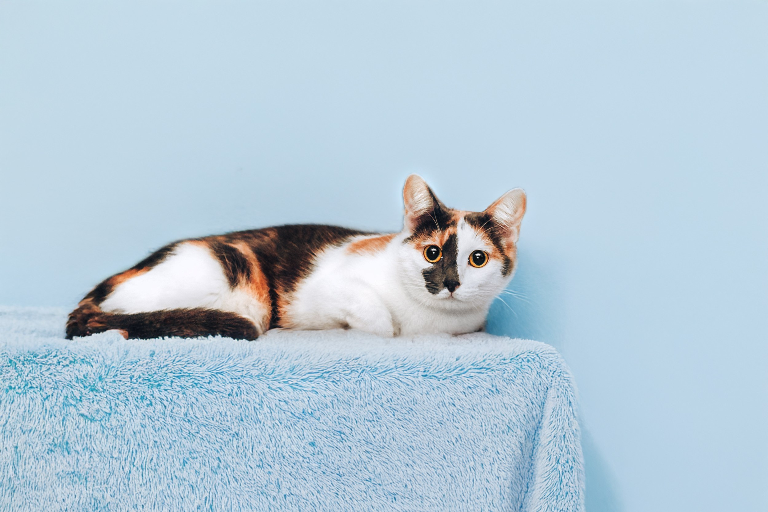 Кошки в поиске дома 2025. Фотограф-анималист Татьяна Степанова