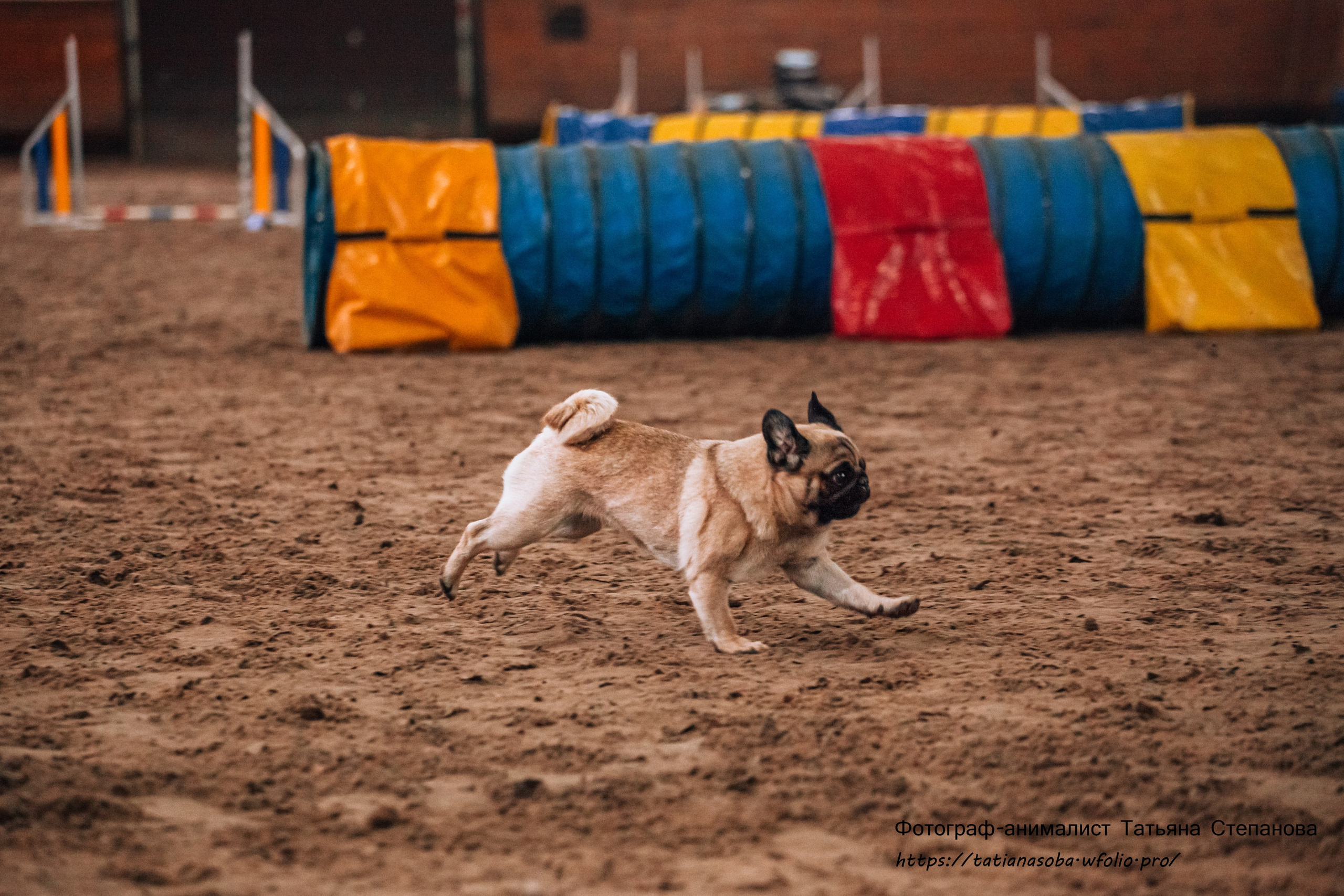 Соревнования по Аджилити 25.02.2024. Фотограф-анималист Татьяна Степанова