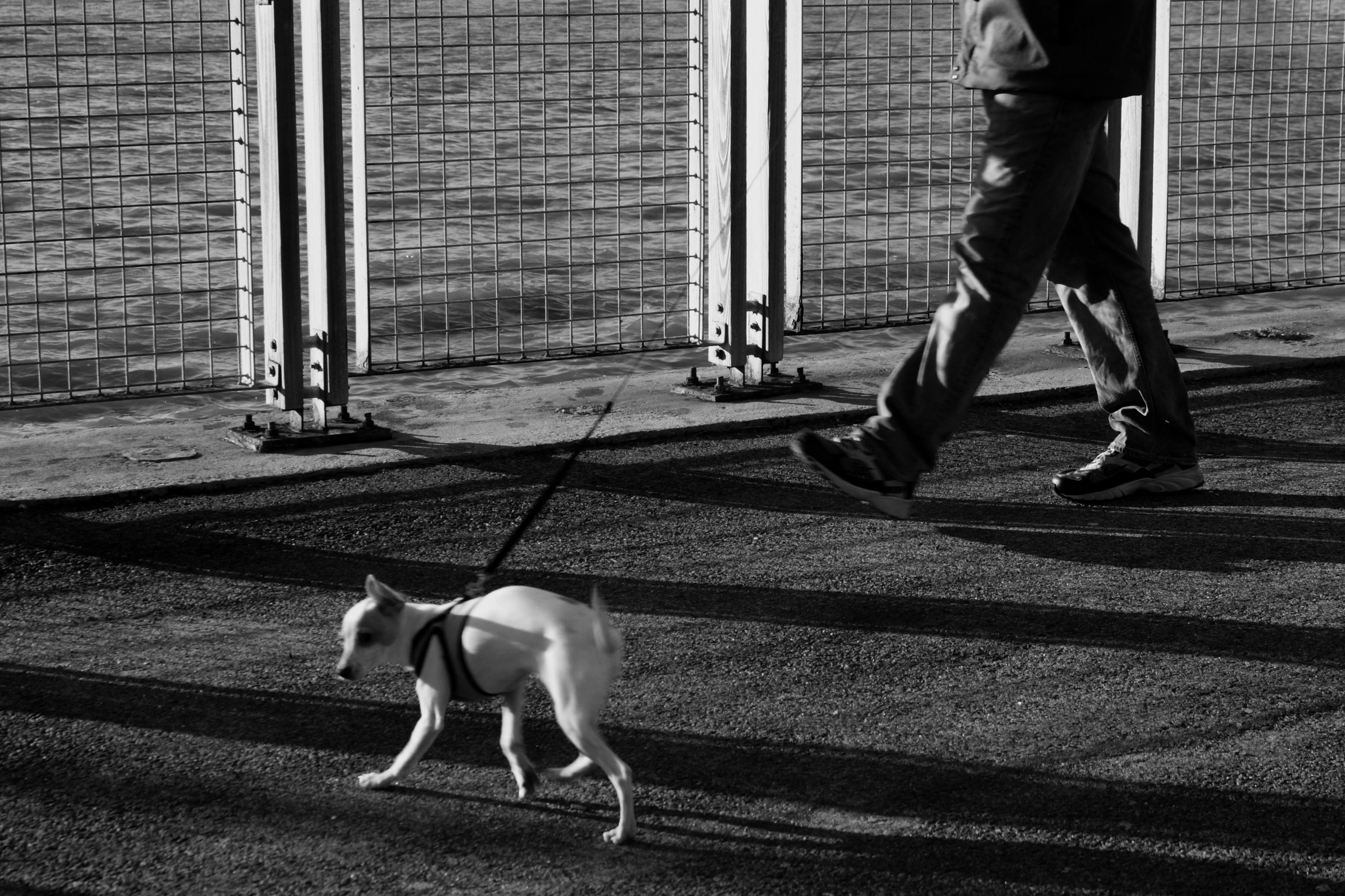 Жанр. Фотограф Лагутин Анатолий