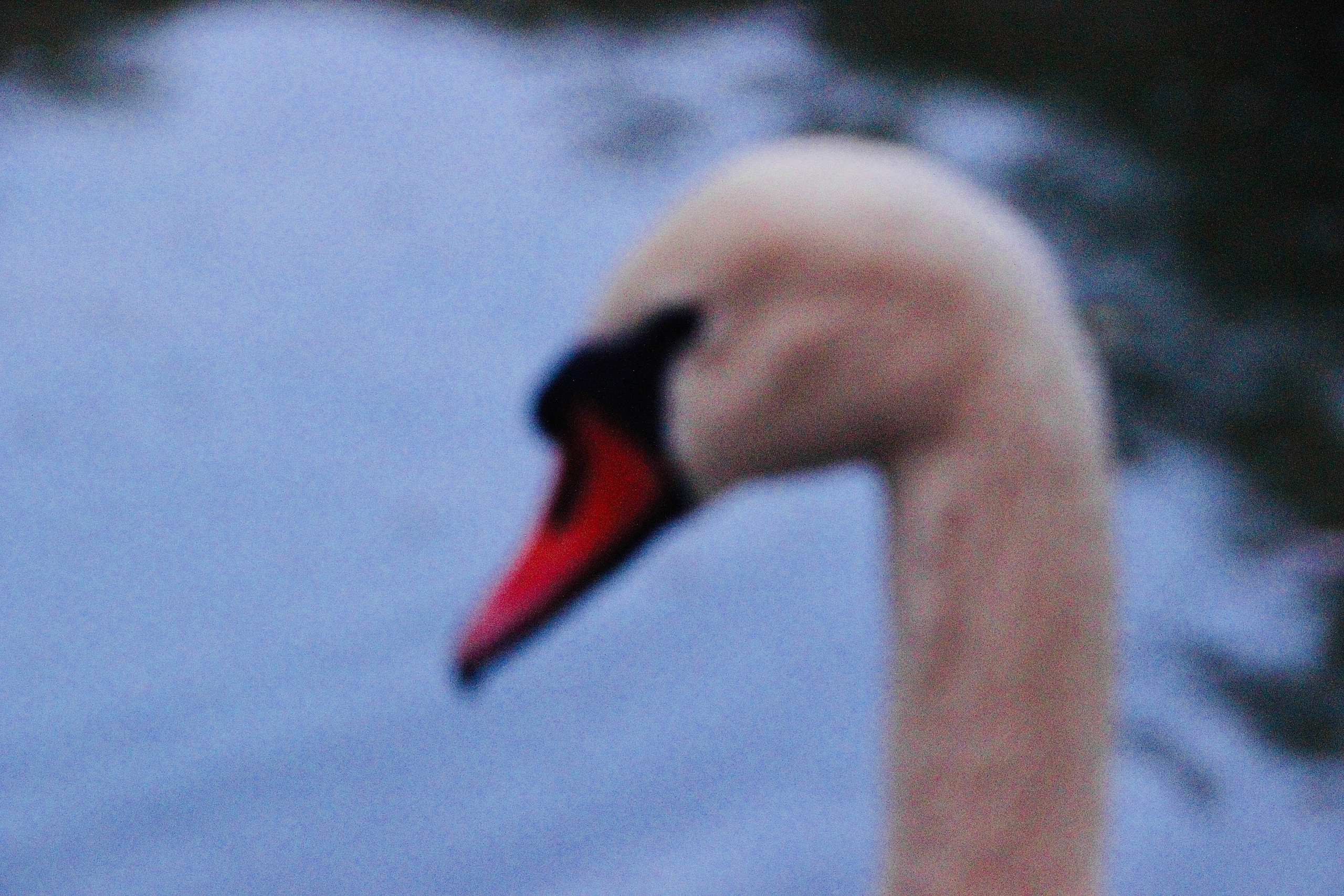 My beautiful days / Moscow 2024. POLINA MÔMOT