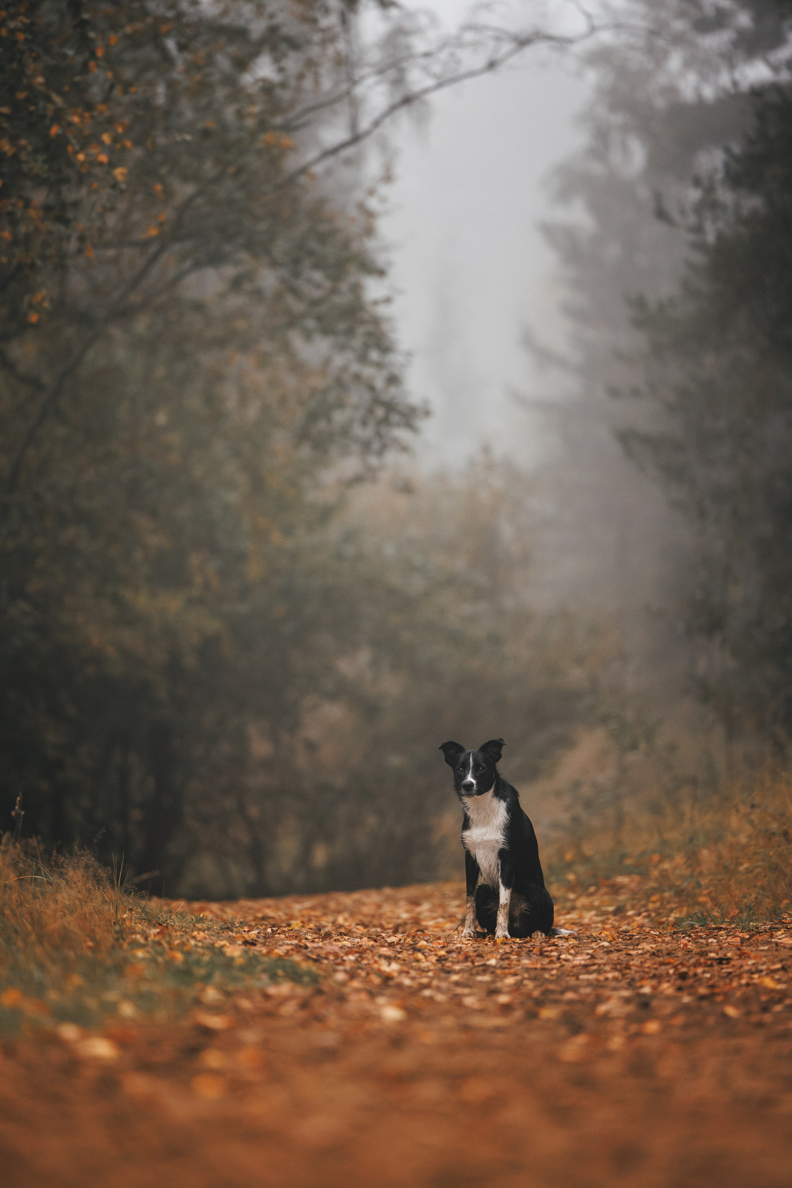 Лось. Фотограф анималист Осипчикова Мария