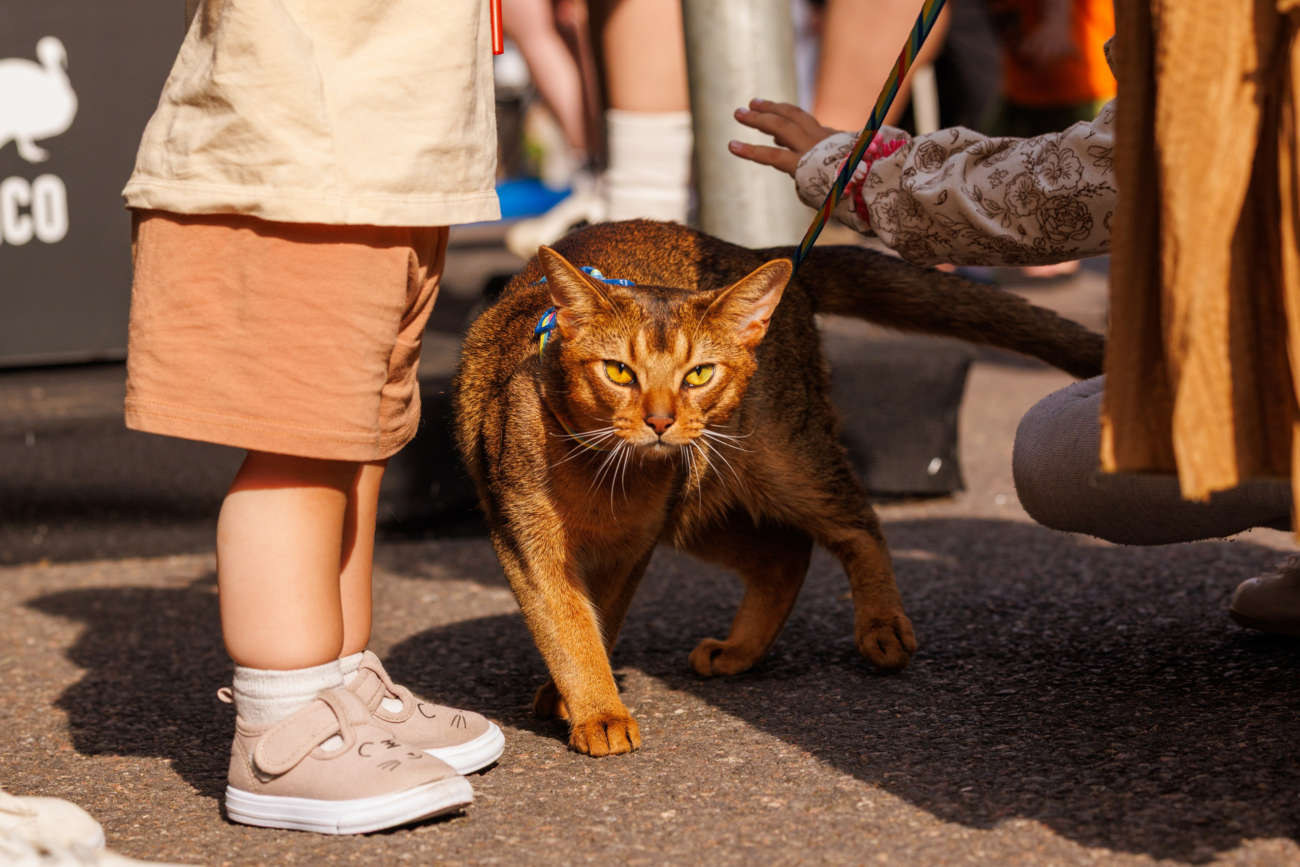 PetShopDays2026. Фотограф Александр Заломаев