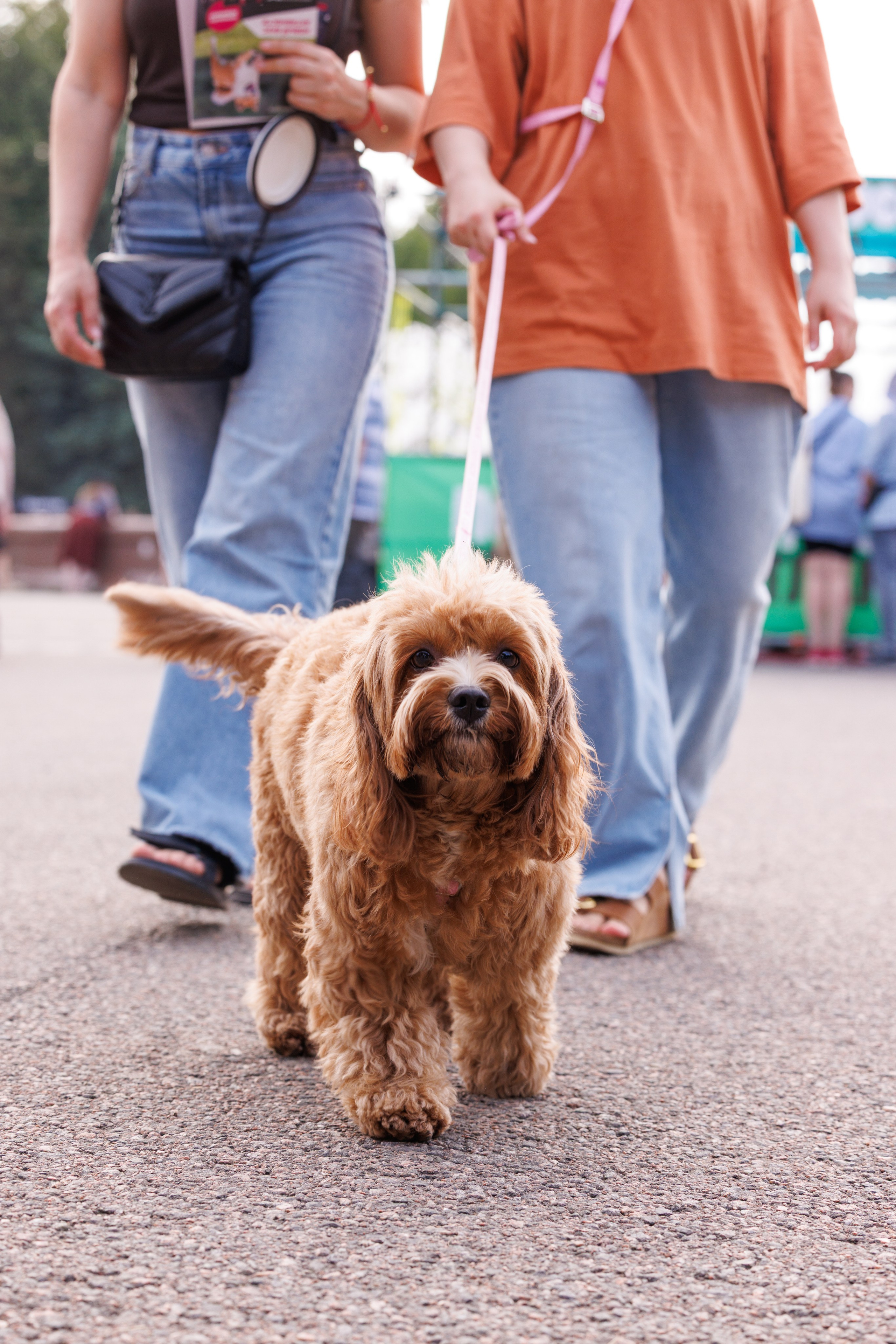 PetShopDays2026. Фотограф Александр Заломаев