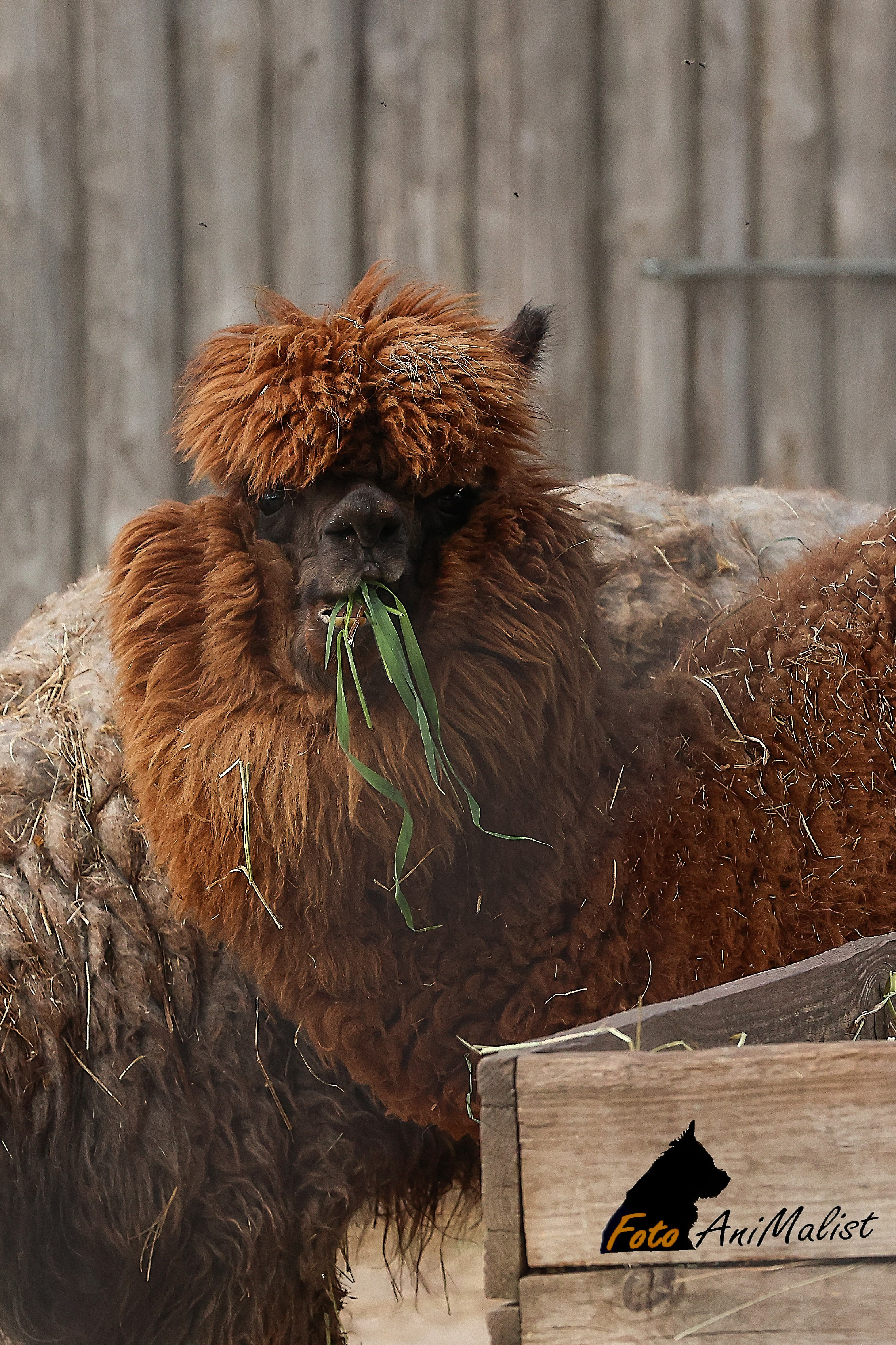 Зоопарк Малинки. Фотограф-АниМалист Анна Абрамова