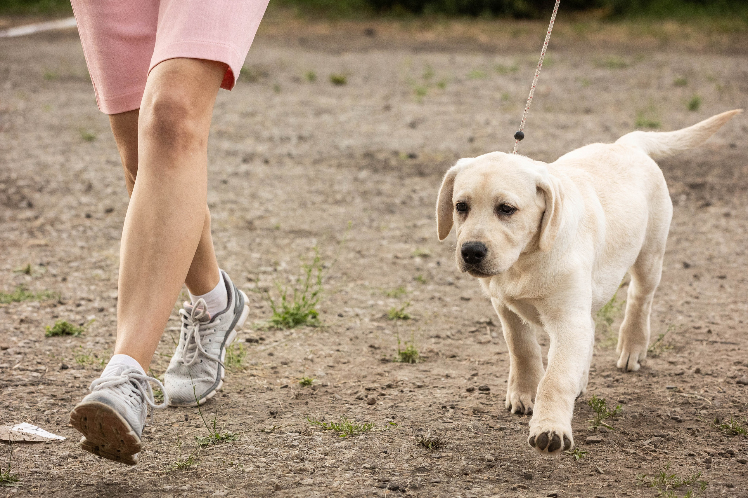 Репортаж (фото с выставок). Фотограф-АниМалист Анна Абрамова