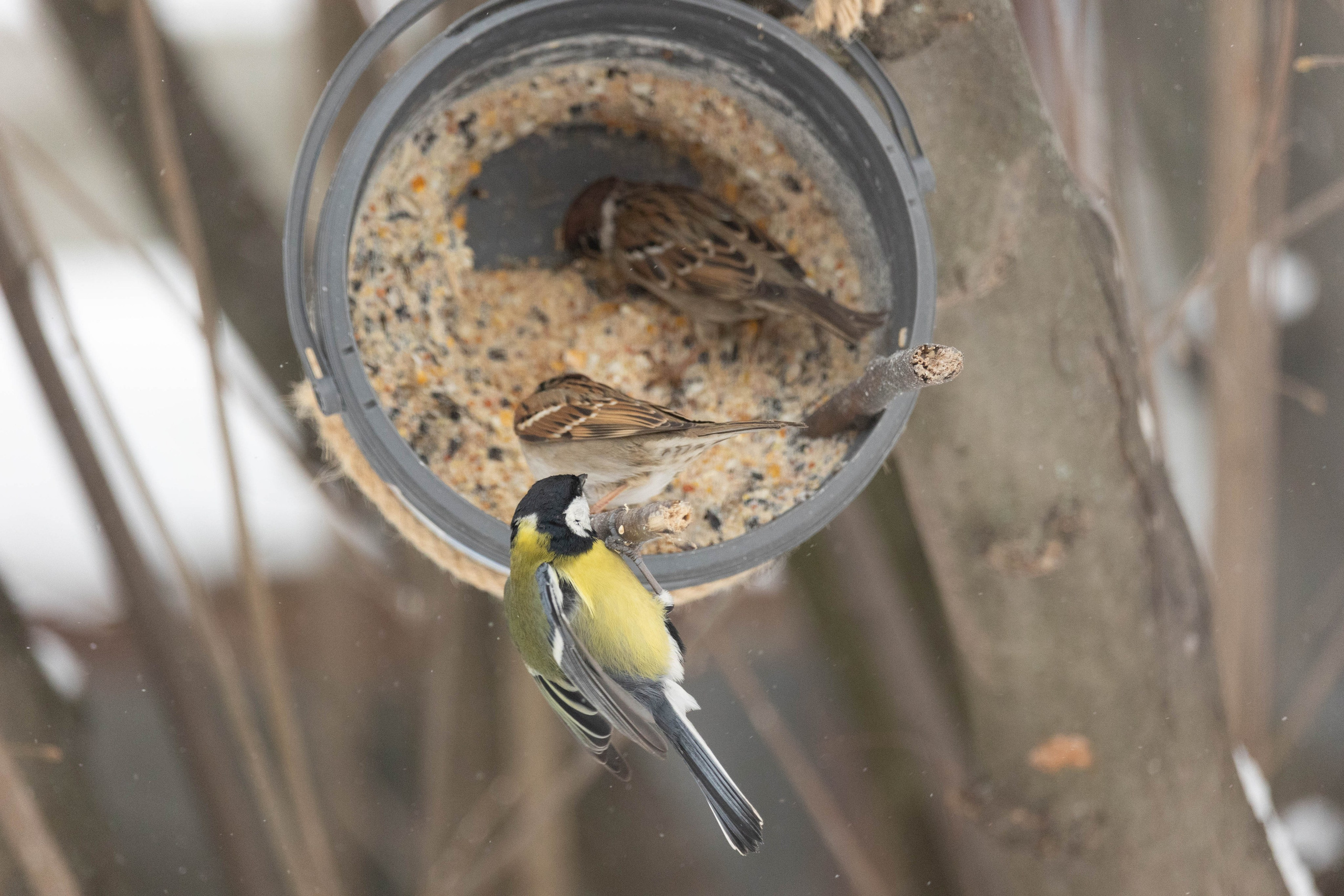 Дикий животный мир. Фотограф-АниМалист Анна Абрамова