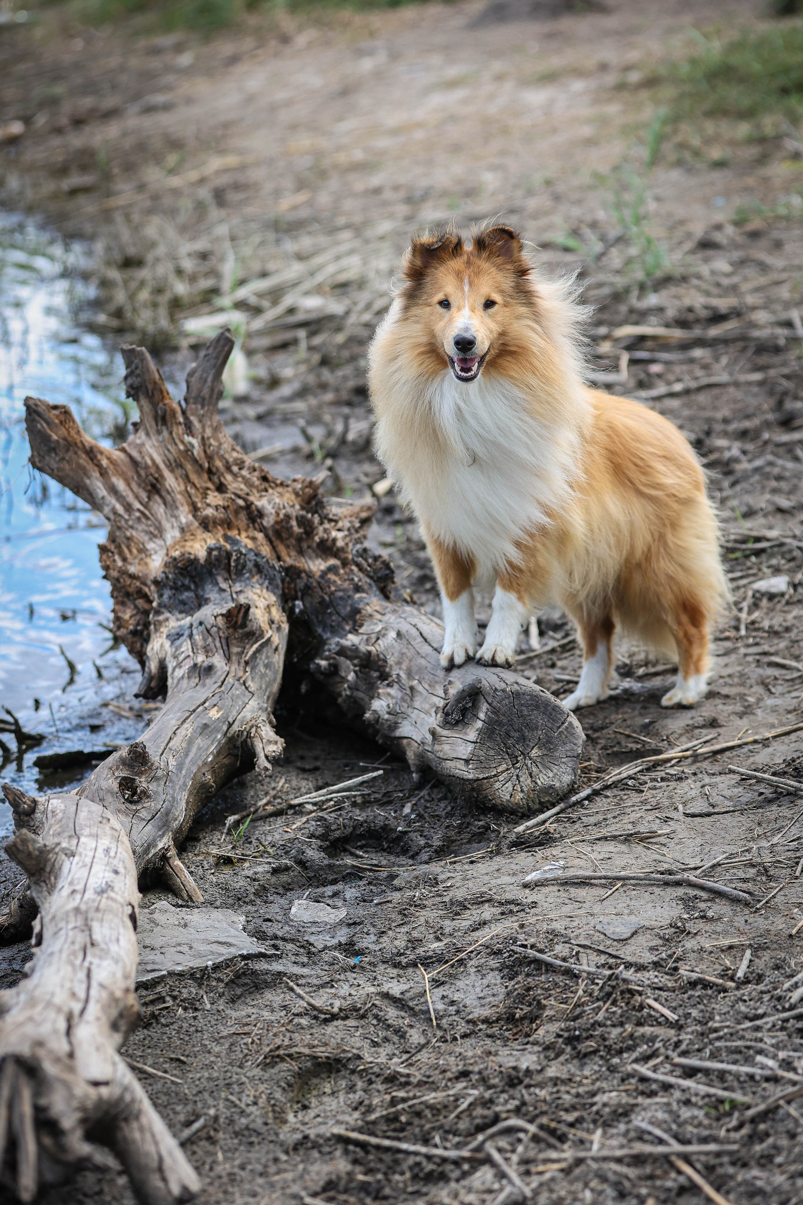САРОЧКА В ЛЕСУ. Фотограф-АниМалист Анна Абрамова