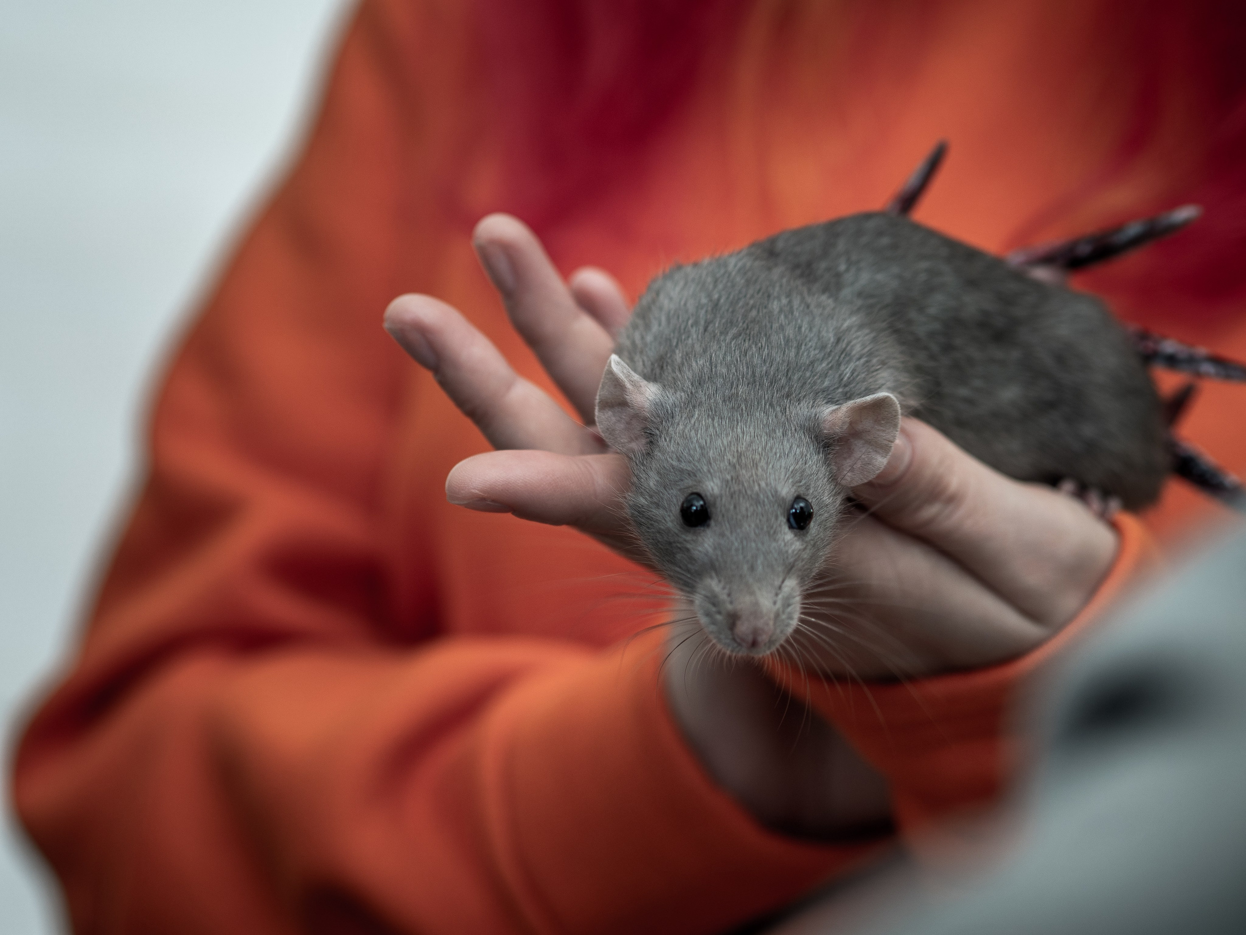 Анималистика. Сайт портфолио двух профессиональных фотографов