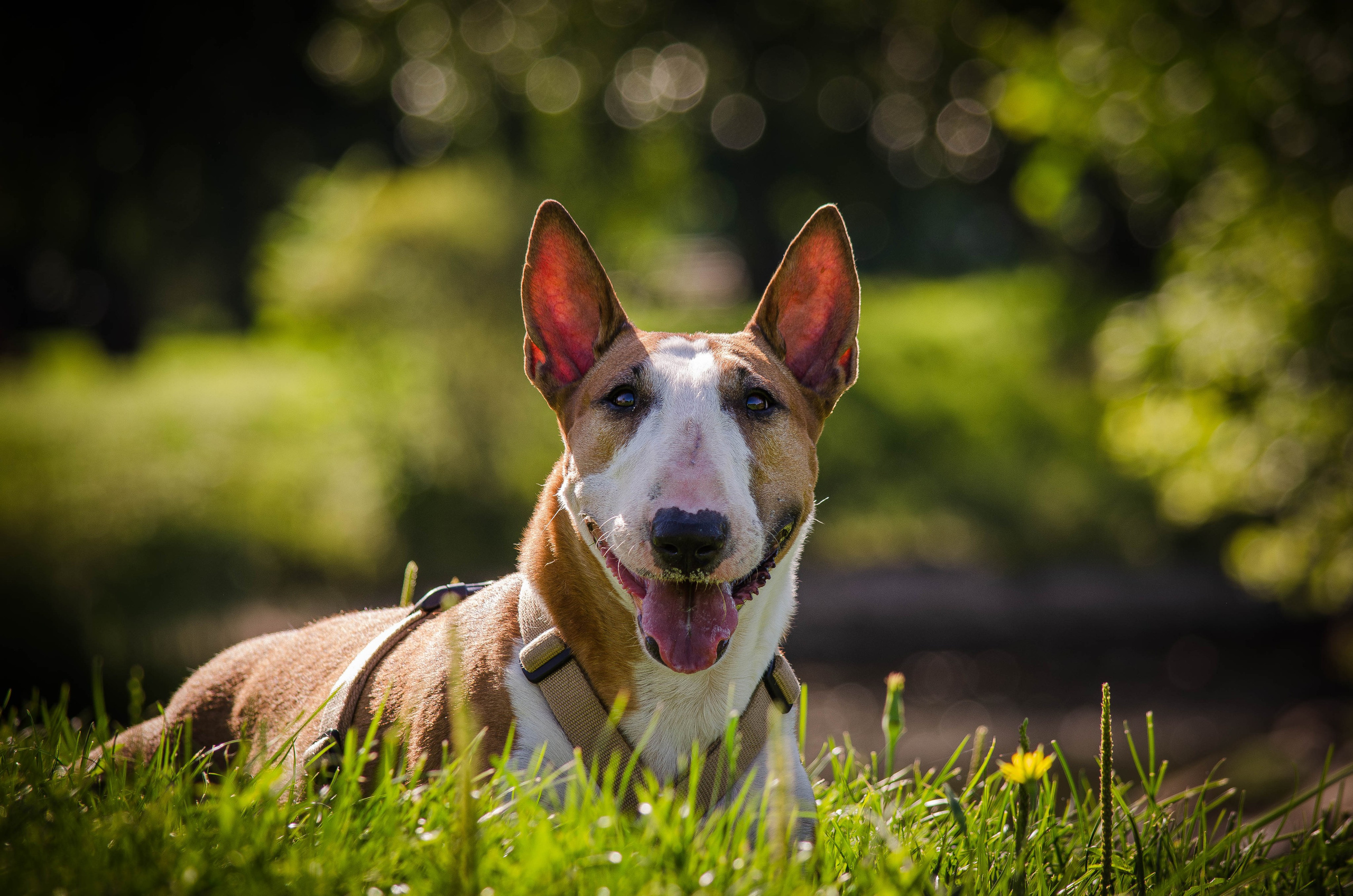Пуля. Фотограф Светлана Блинова, Москва и Московская область