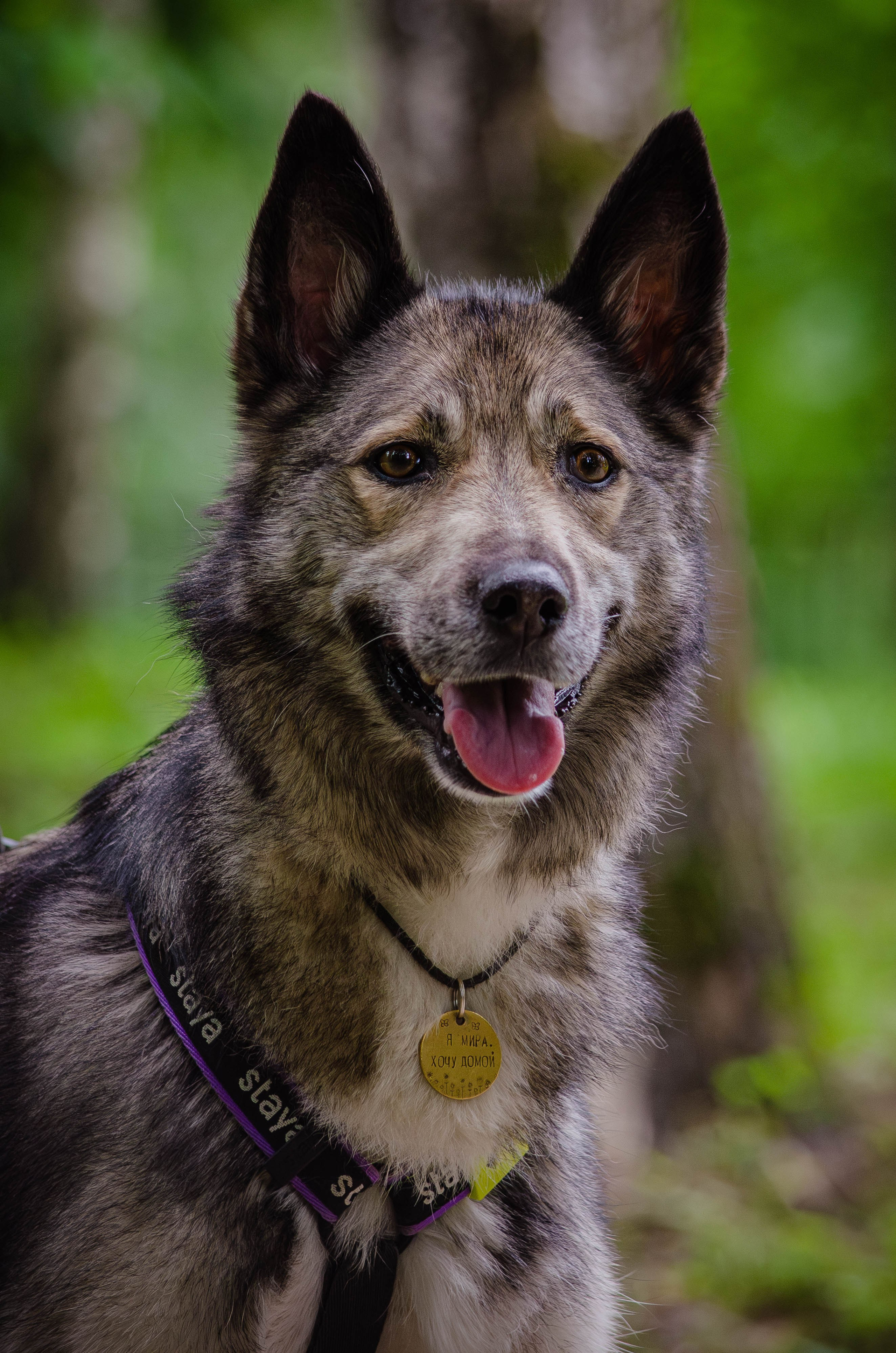 Мира и Чиж. Фотограф Светлана Блинова, Москва и Московская область