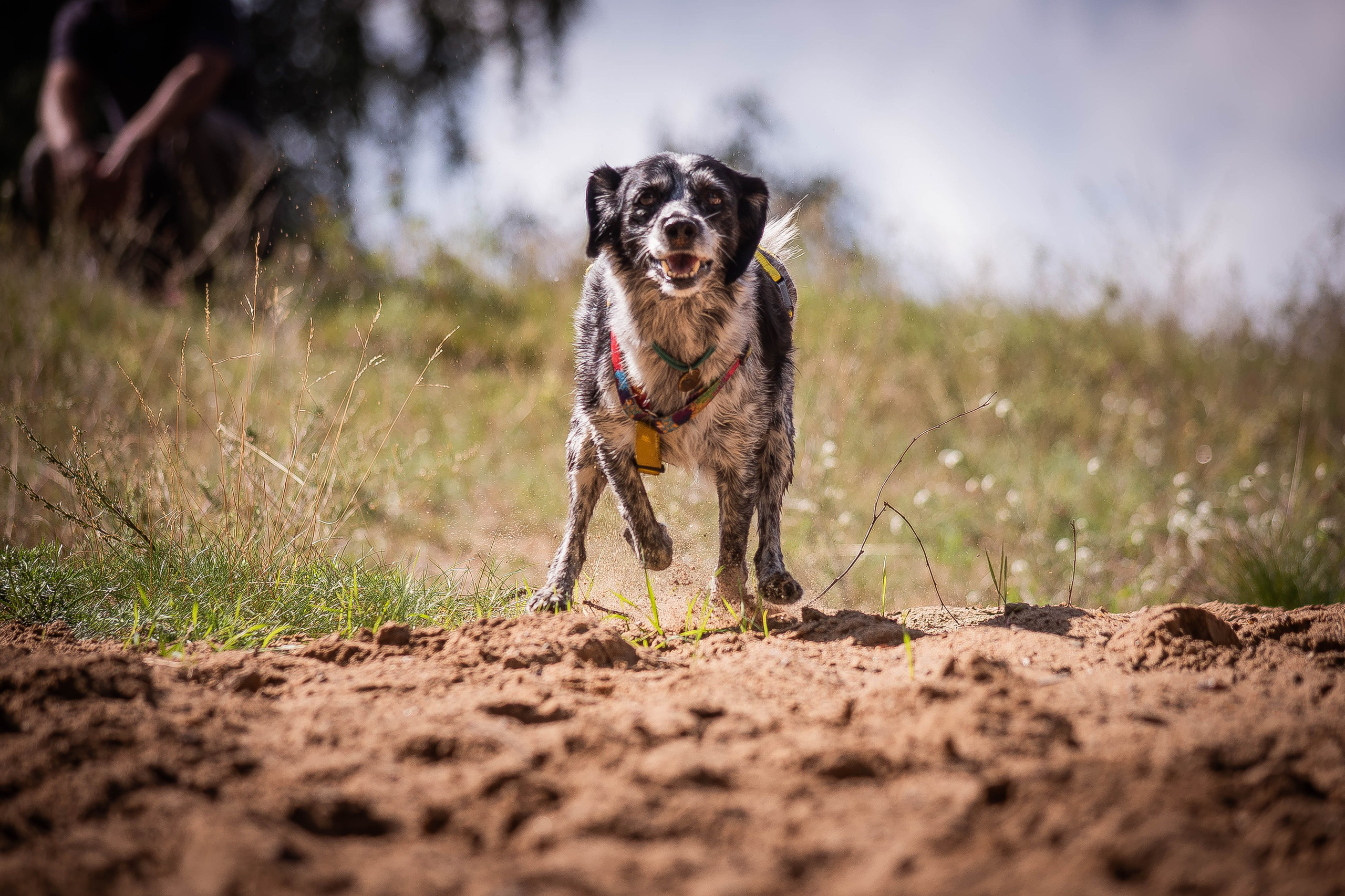 Берта, Ангелина и Витя. Фотограф Светлана Блинова, Москва и Московская область