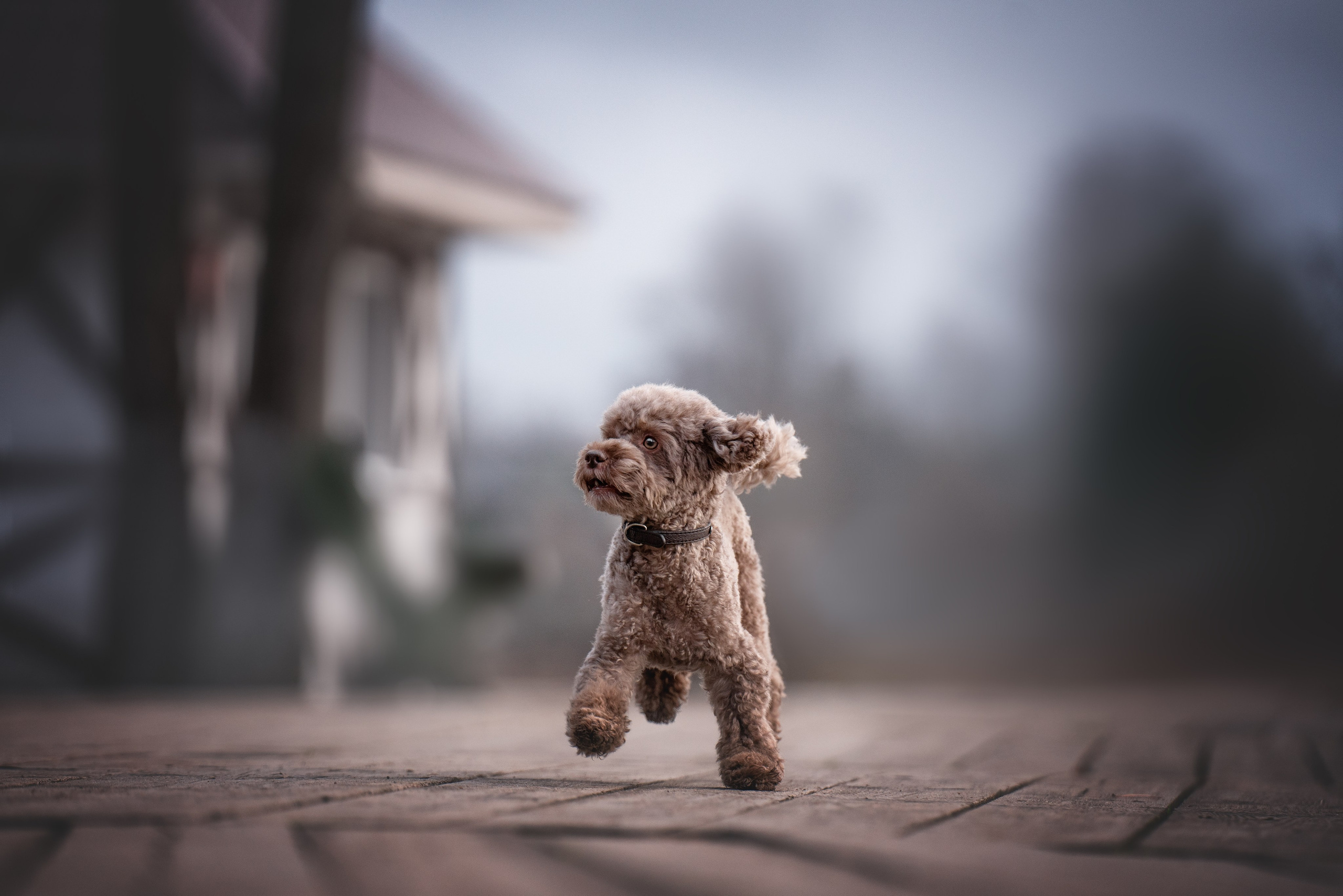 Миша и Лева. Фотограф анималист Осипчикова Мария