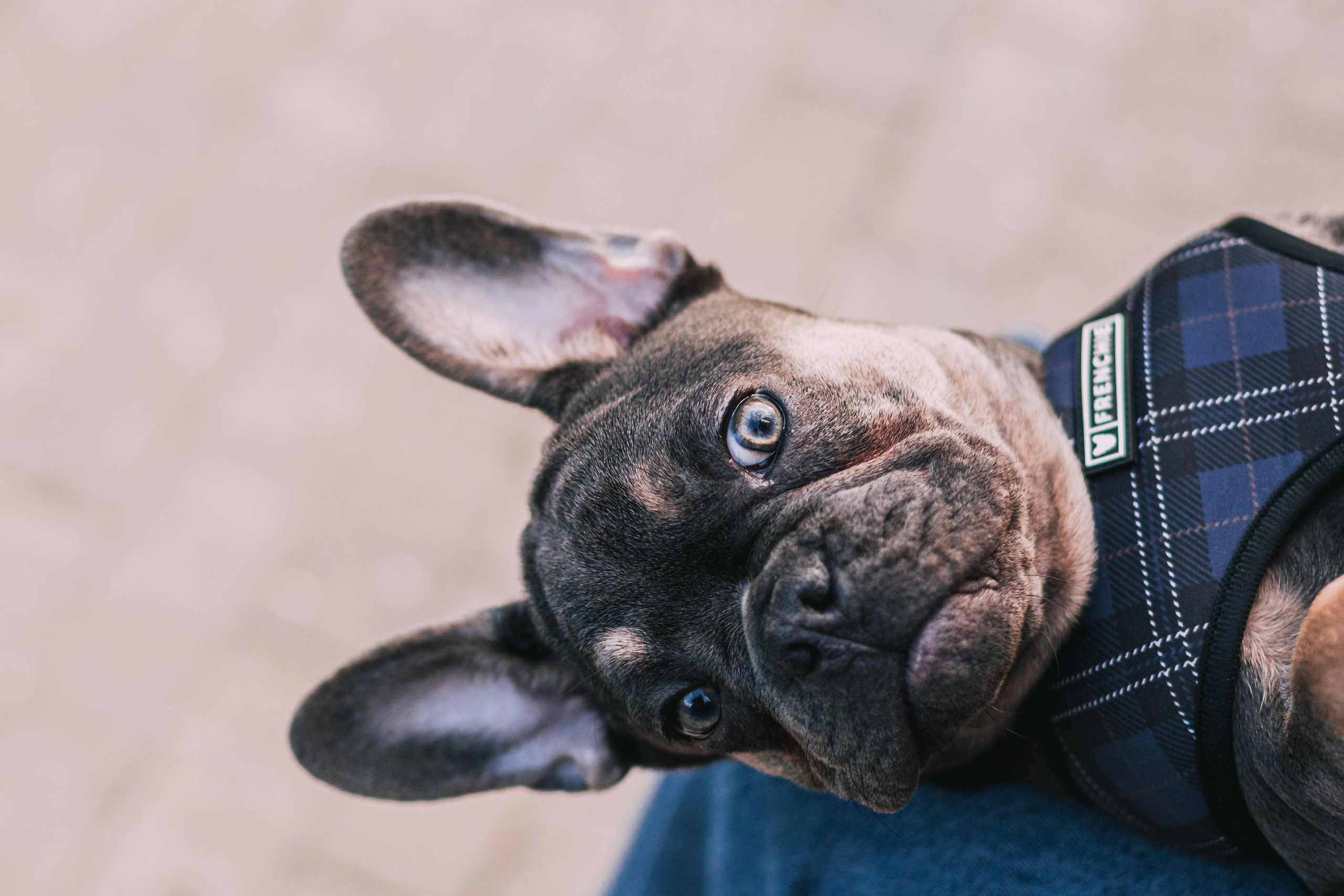 Даша и Мишель. Фотограф-анималист Татьяна Степанова