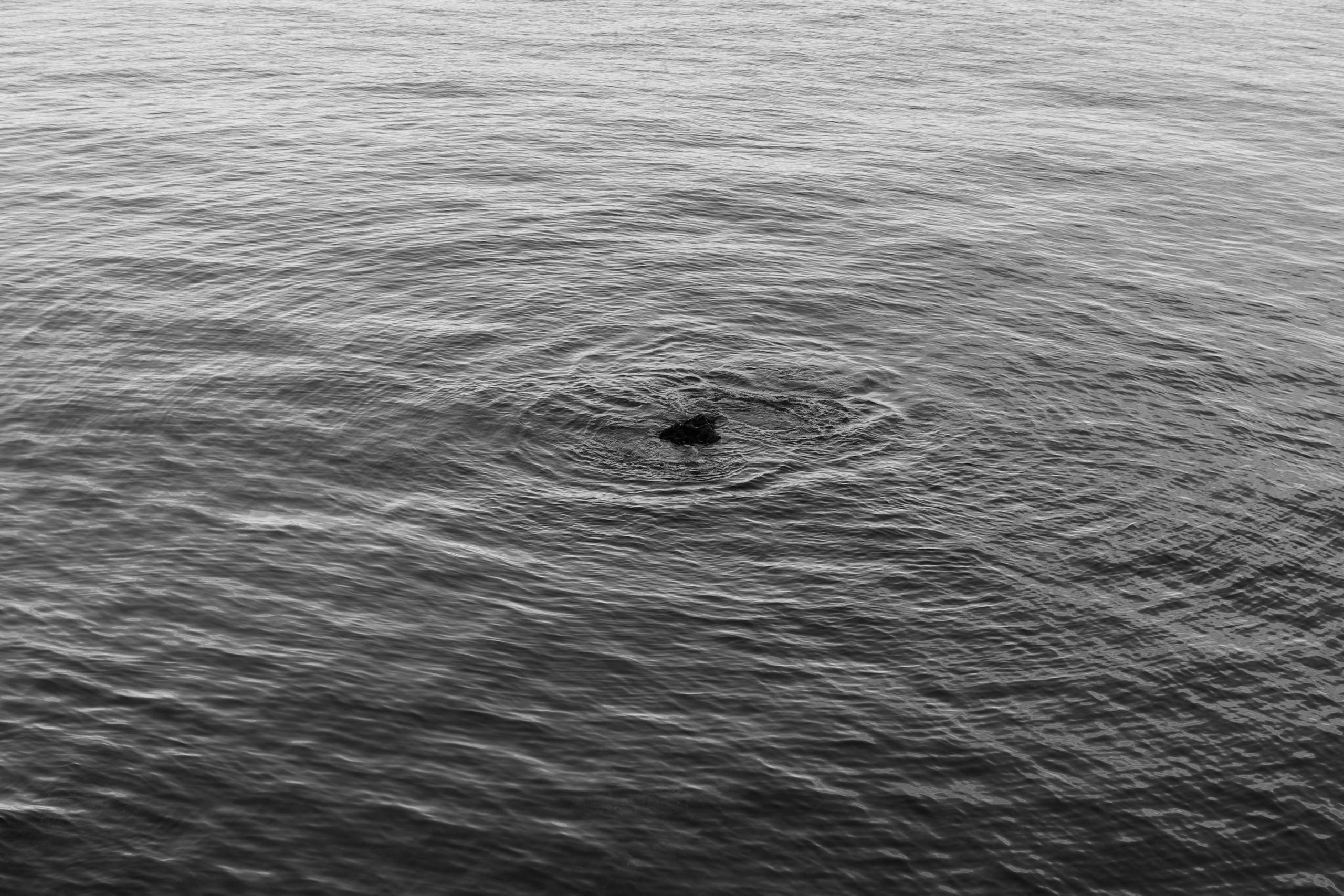 Art prints. Фотограф алина стерхова, алина стерхова фотограф, фотограф москва