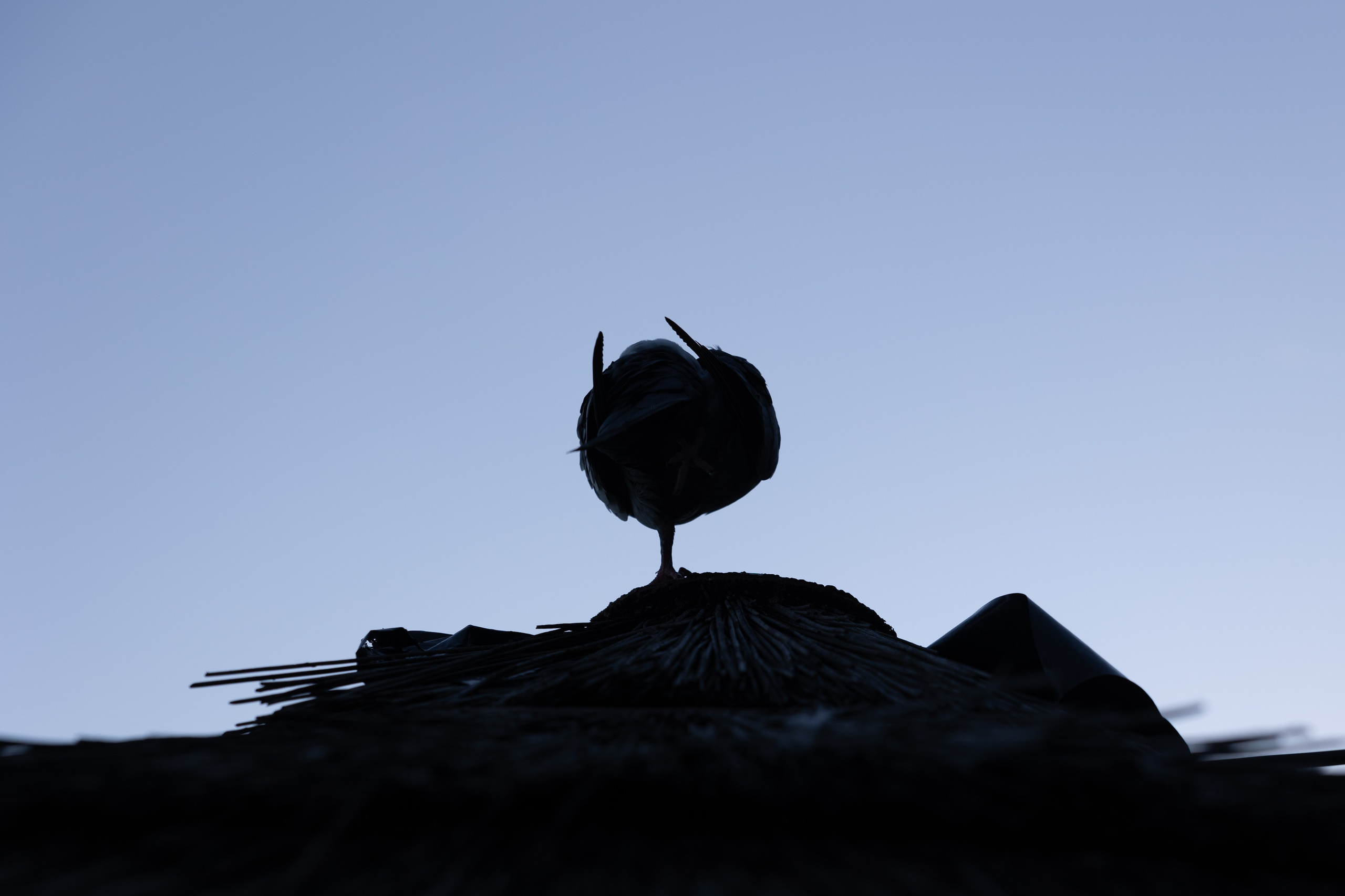 Art prints. Фотограф алина стерхова, алина стерхова фотограф, фотограф москва