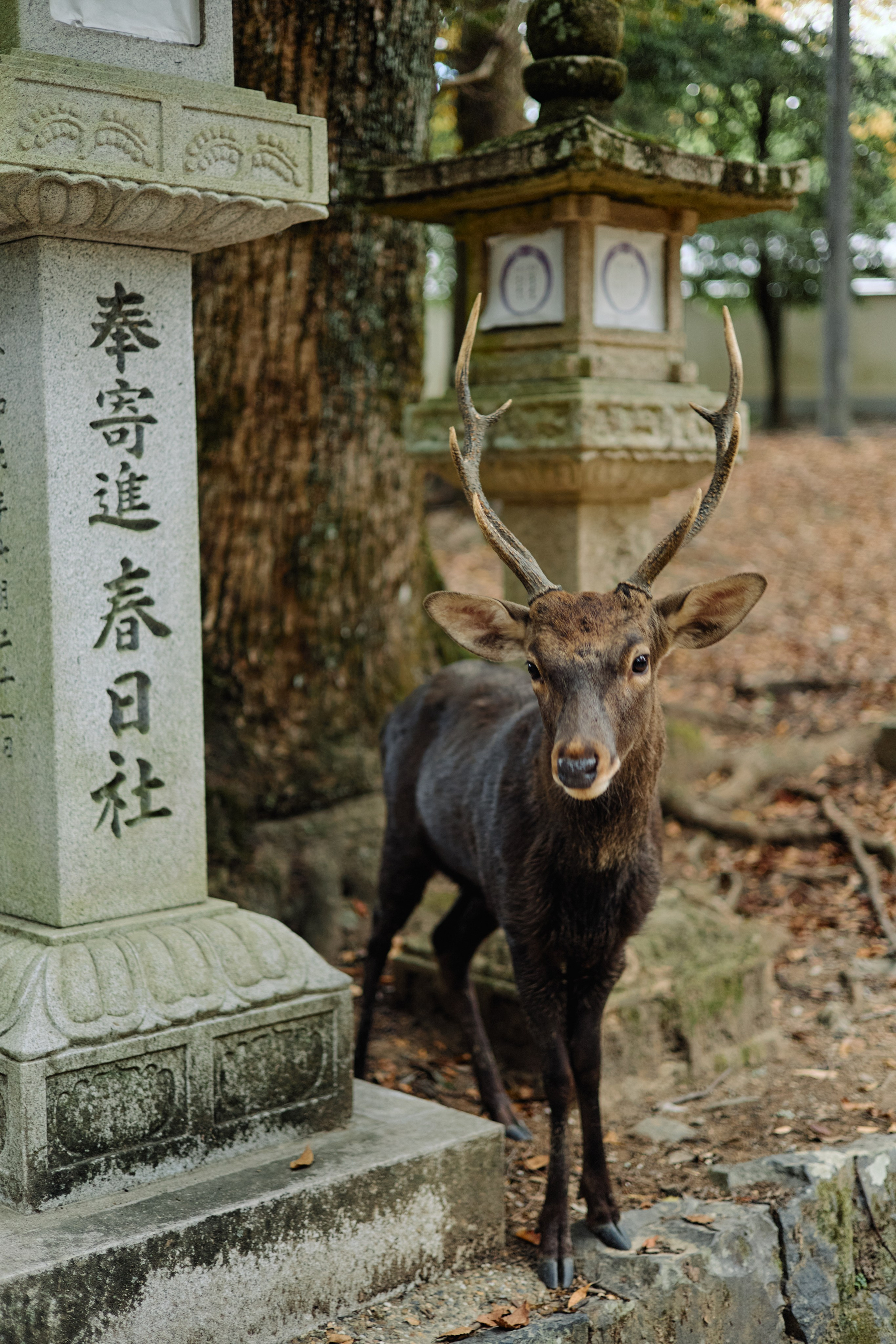 Япония. Профессиональный Фотограф во Владимире, в Москве и в Суздале — Полина Романычева