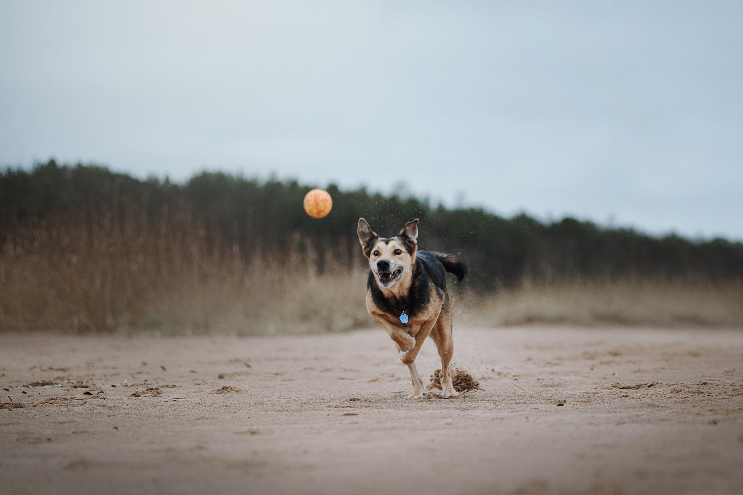 Наталья и Того. Фотограф — Анималист | Санкт-Петербург
