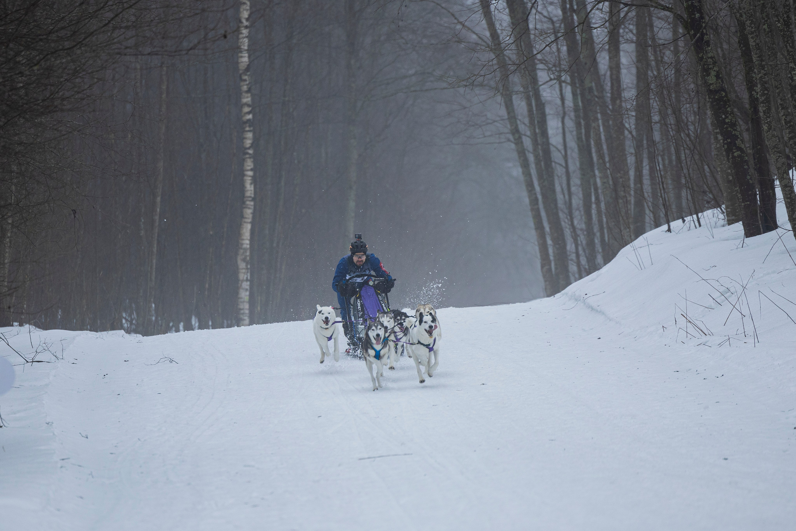 Зимний Чемпионат Санкт-Петербурга по ездовому спорту. Фотограф-анималист Анна Маринич