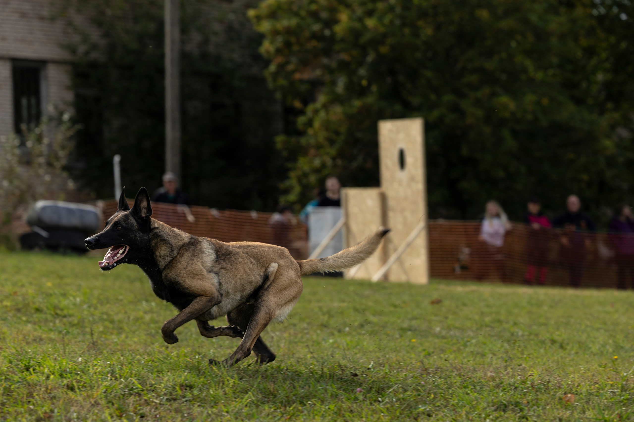 Испытания по Мондьорингу г. Пушкин. Фотограф-анималист Анна Маринич