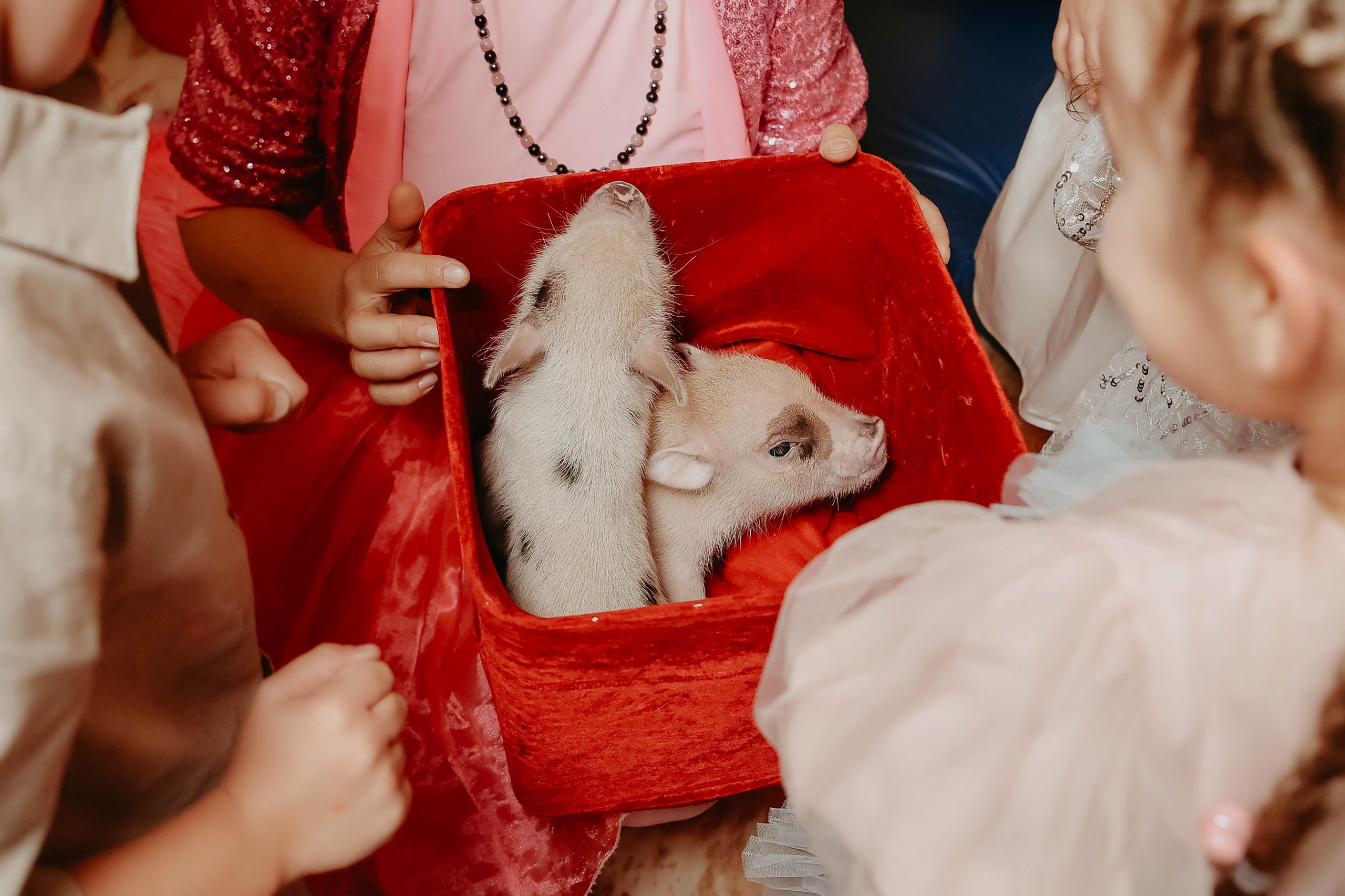 Белле 5 лет. Фотограф в Москве и любой точке земного шара Алёна Вялова (Чулкова)