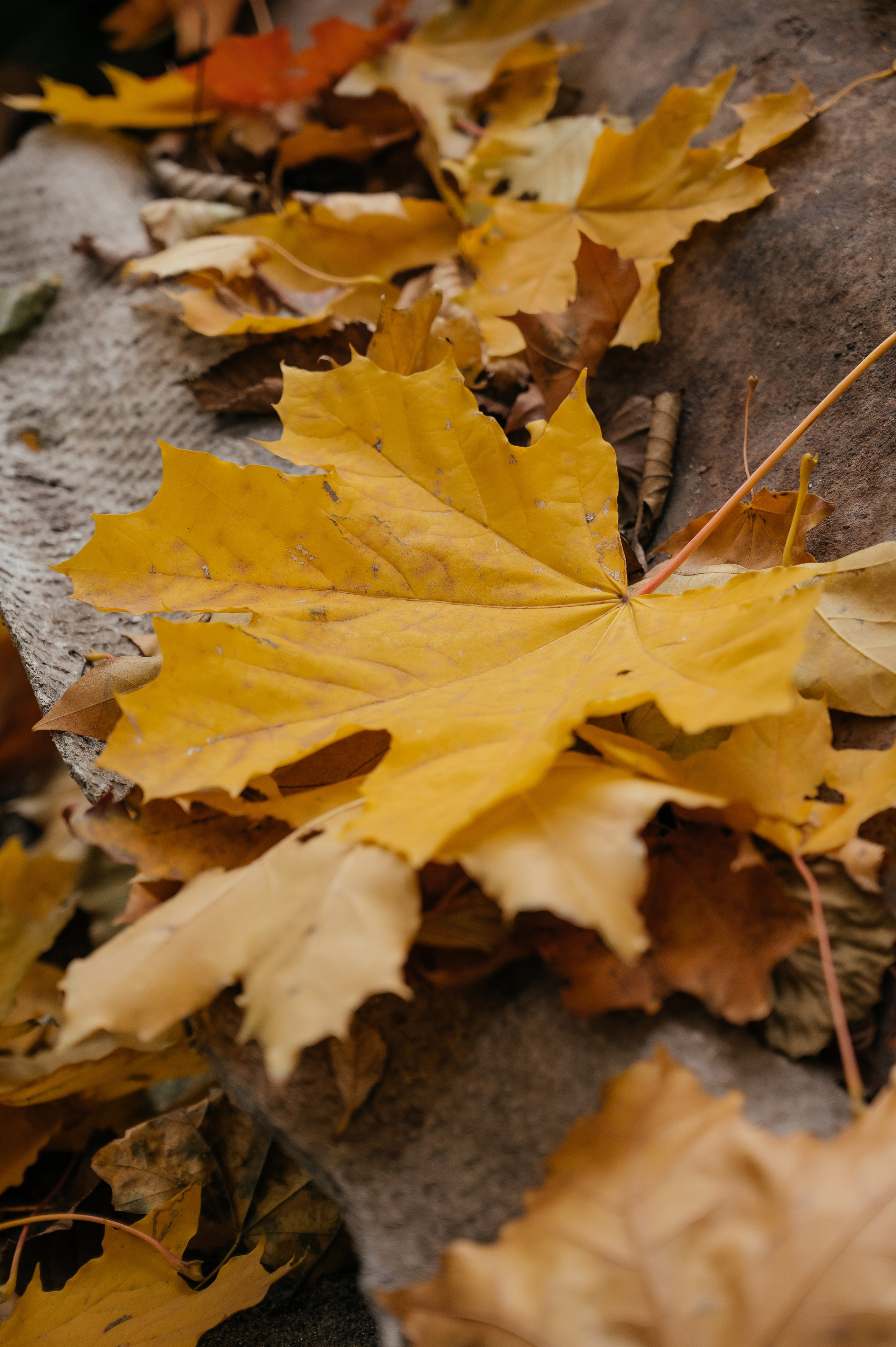 Ксюша и Антон. Фотограф Мария Строгонова