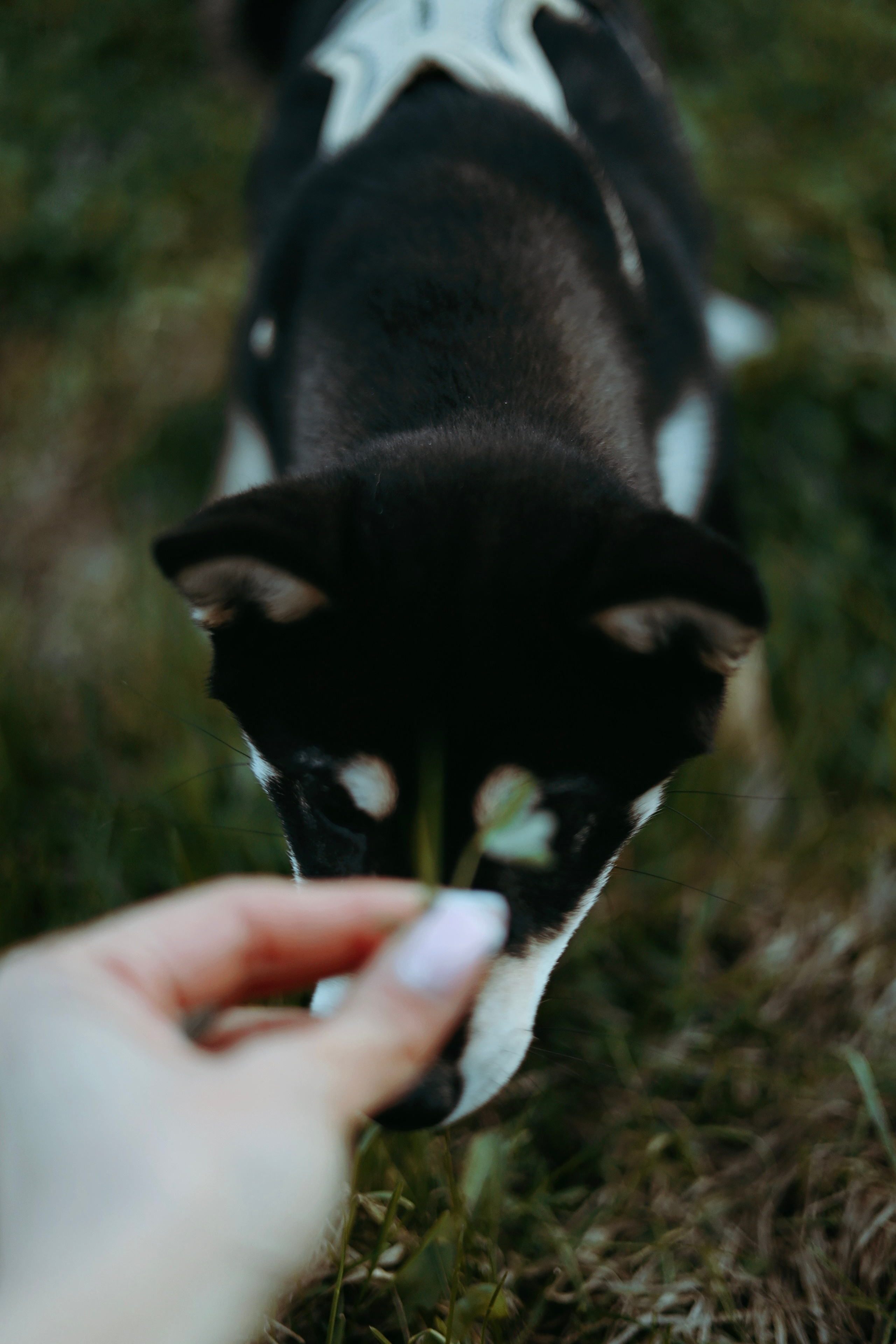 Puppy. Фотосессии в Москве и Санкт-Петербурге, а также по столицам стран Евро
