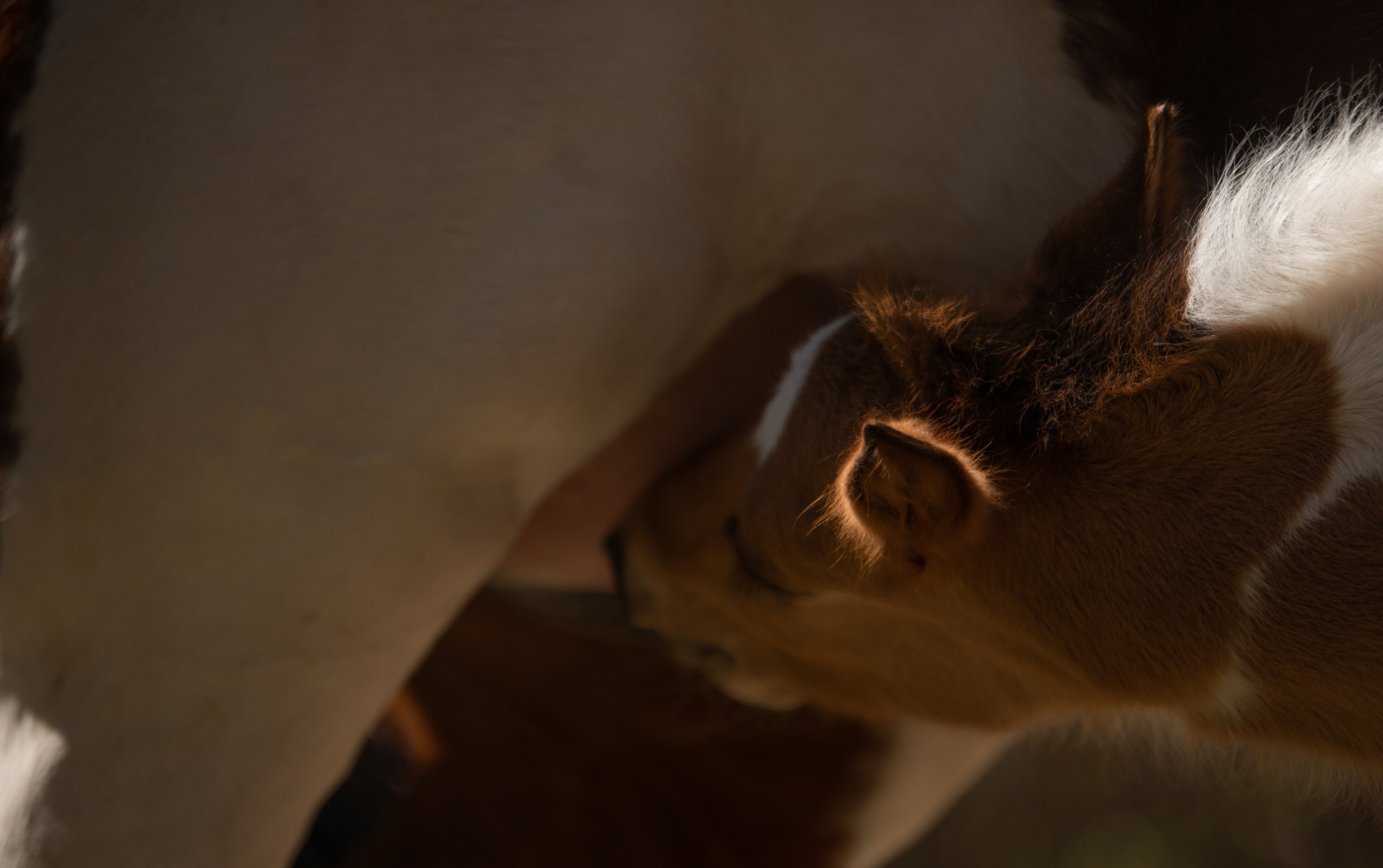 Жеребёнок Митяй. Конный фотограф в Саратове Юлия Иванова