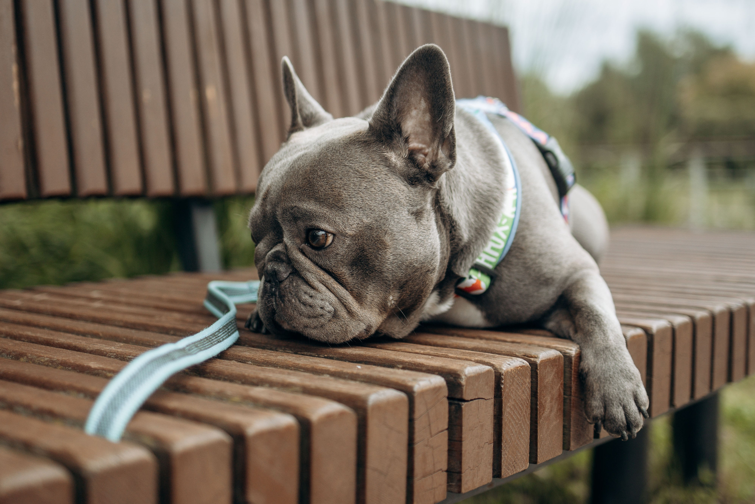 Грей и его семья