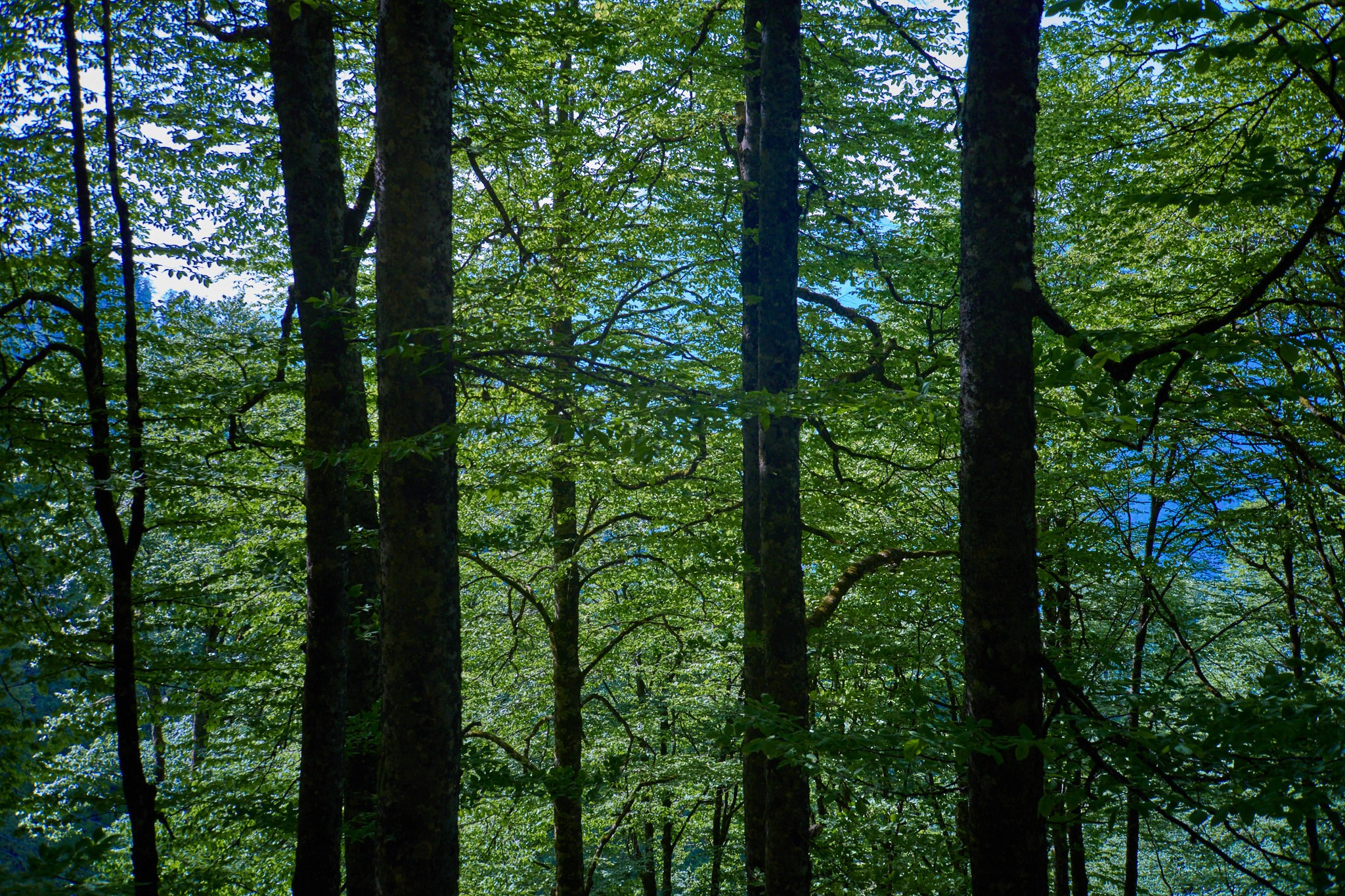 Красная Поляна, апрель 2024. Фотограф, Римма Невинская