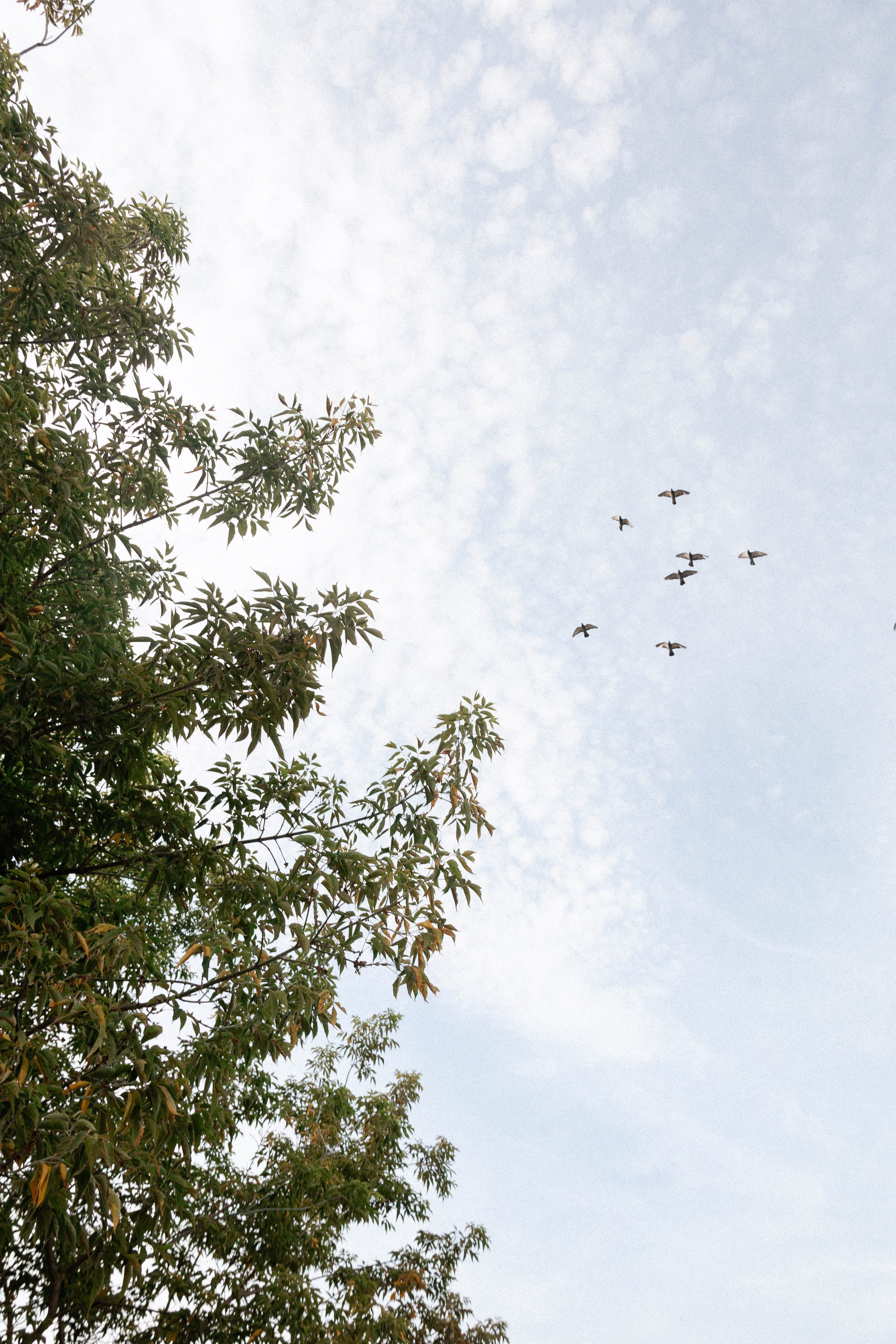Годик Нине. Свадебный и портретный фотограф Соломко Диана