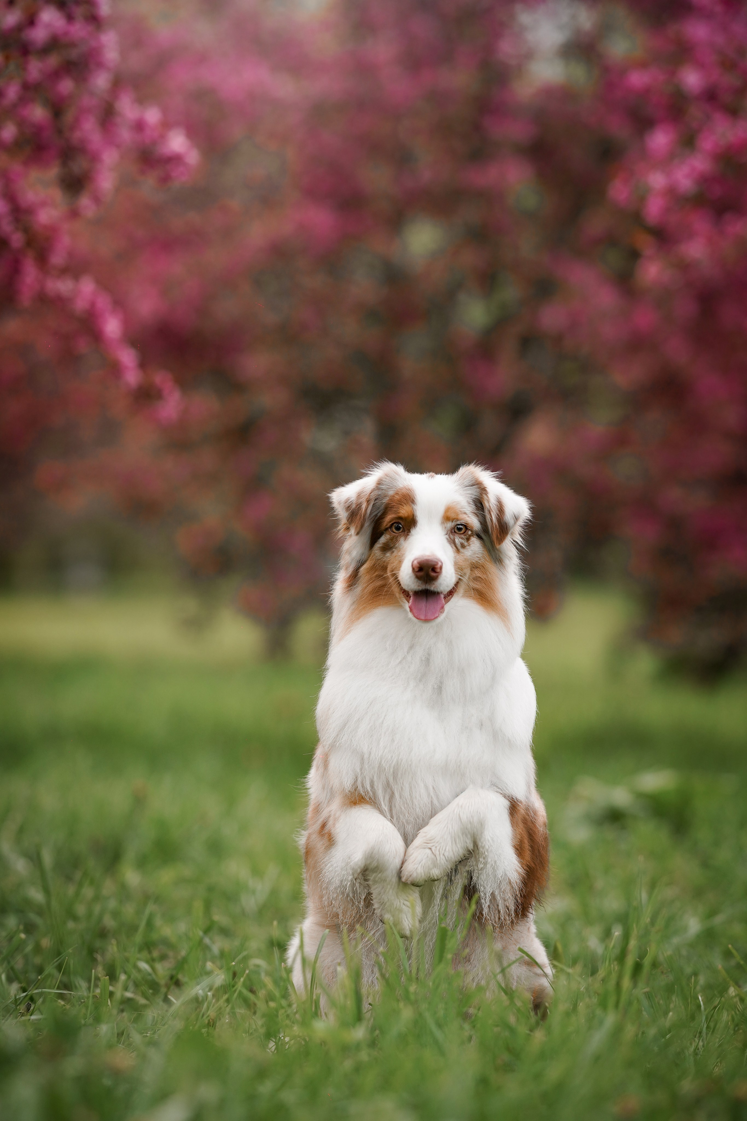 Панда в Яблоневом саду. Фотограф-анималист в Санкт-Петербурге Яна Мартынова