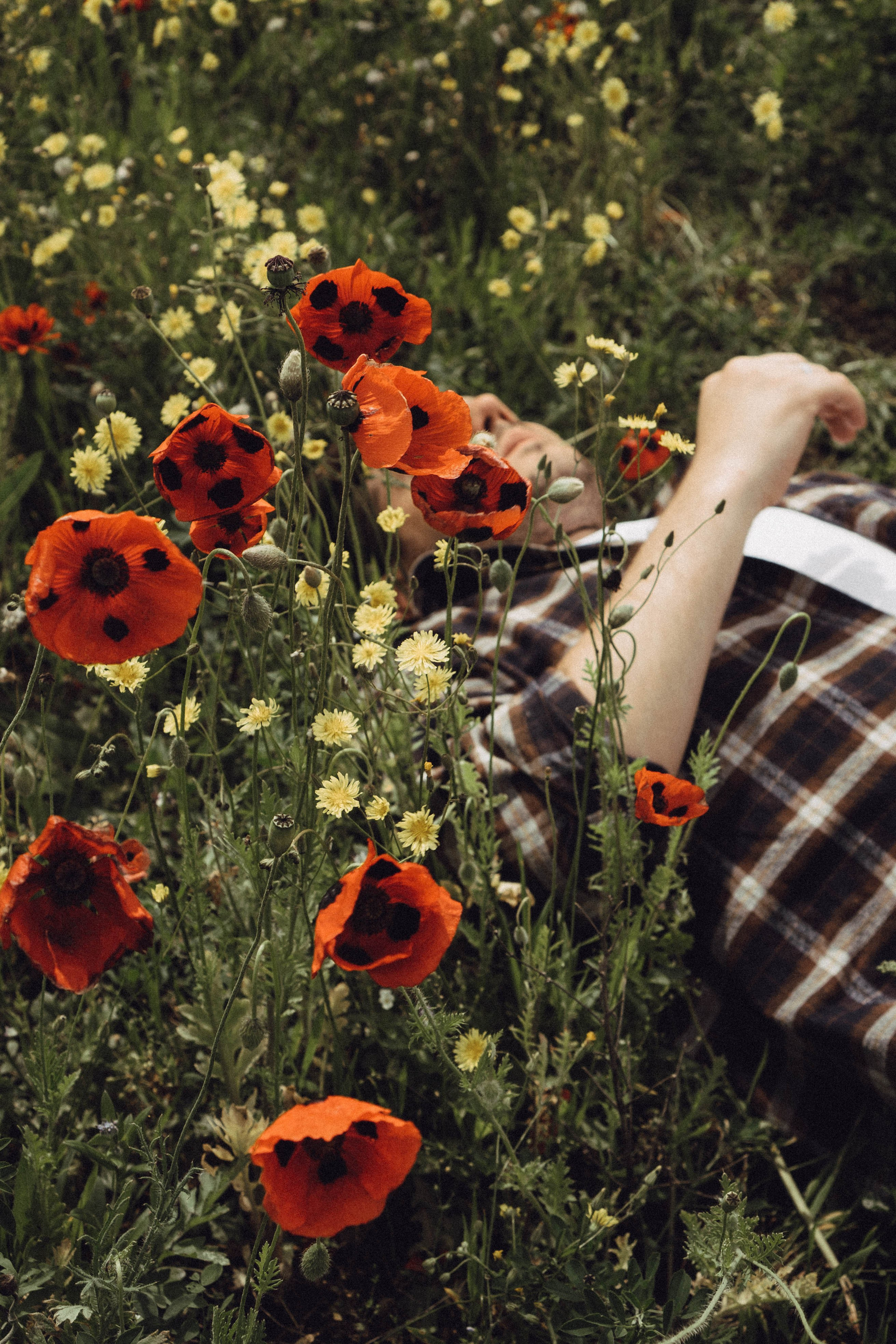 Маки. Профессиональный фотограф, Санкт-Петербург — Виктория Богомолова