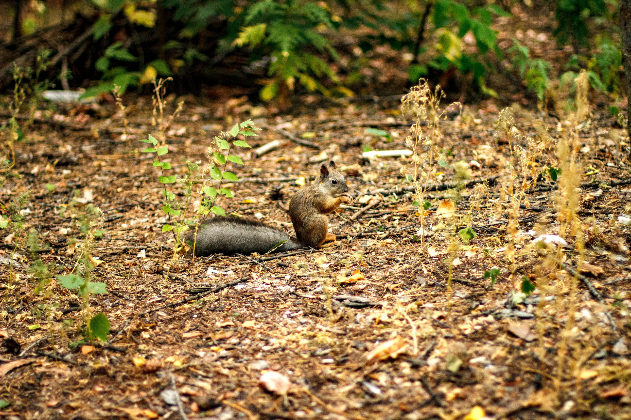 Белки / Squirrels. Фотограф Андрей Гузеев