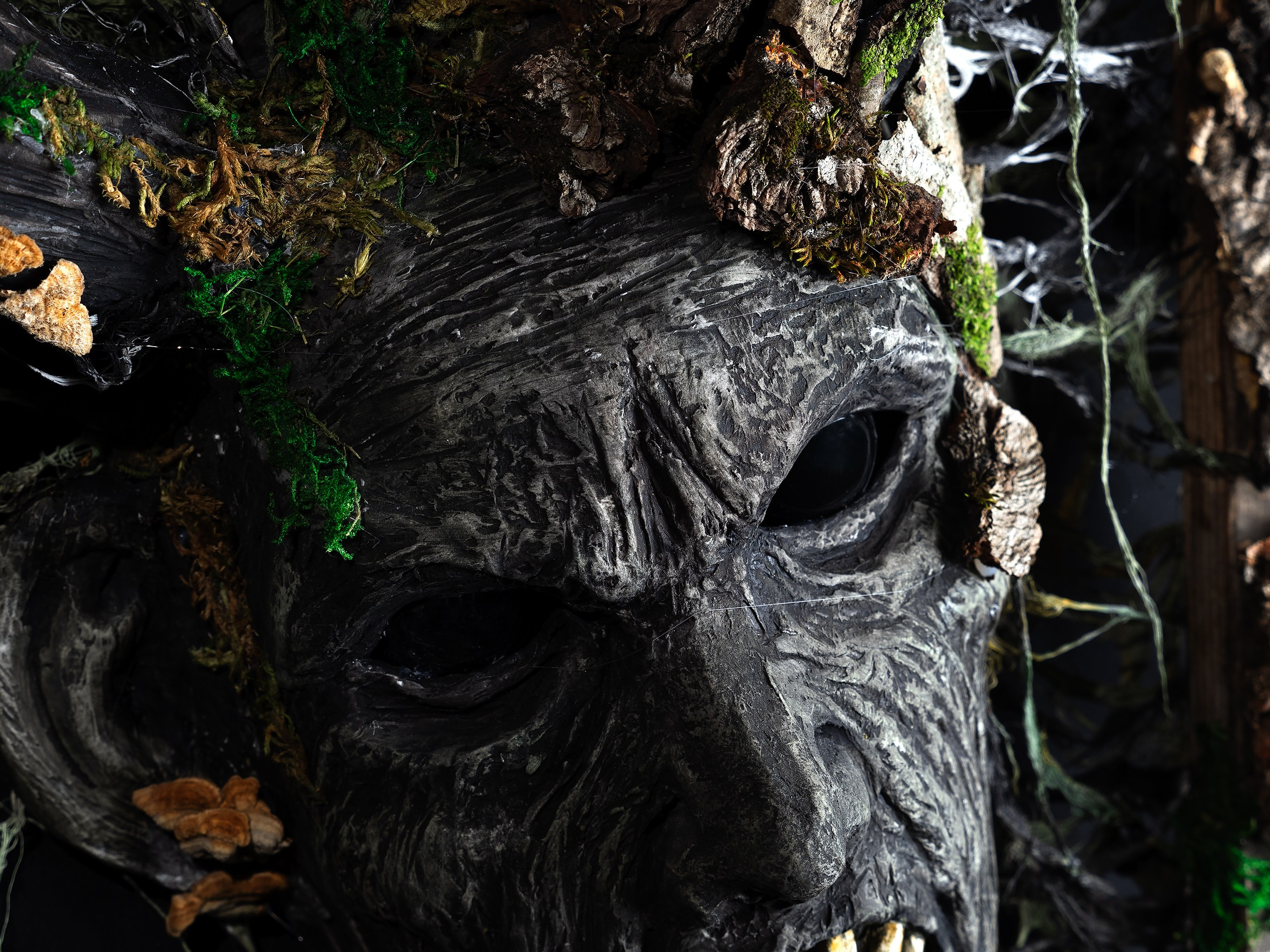 Картины. Фотограф анималист Никита Натальный