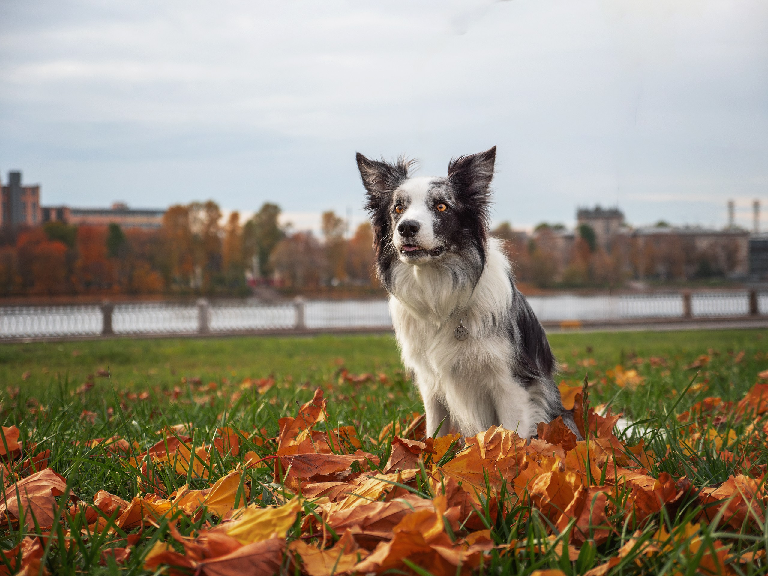 Осень. Фотограф анималист Никита Натальный