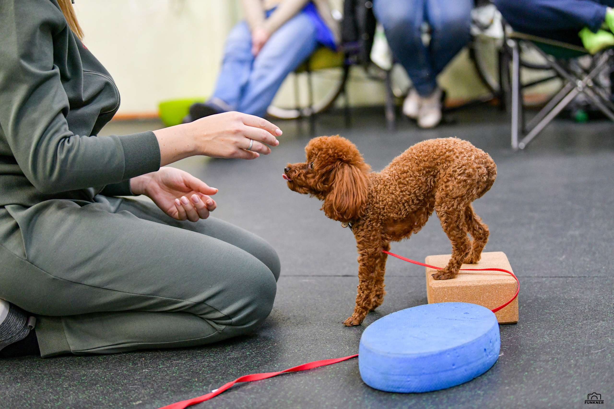 Кинологический клуб «Бодрый хвост». Свой взгляд через объектив