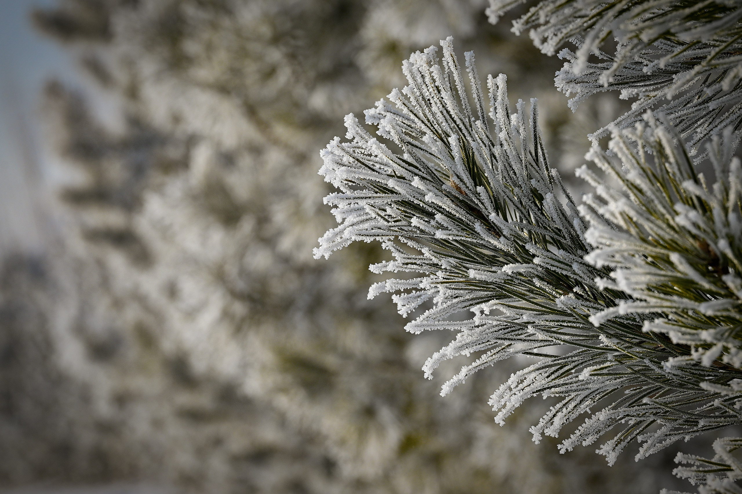 Сибирская зима прекрасна!. FotoGraf