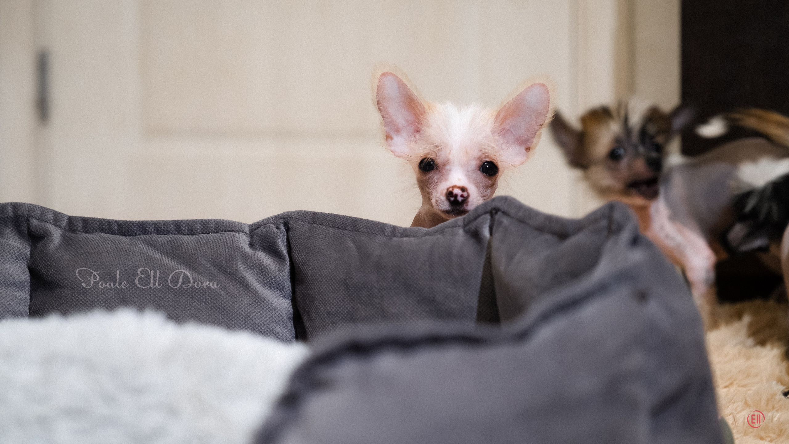 С наступающим 2026 Новым Годом!. Poale Ell Chinese Crested Dog Kennel: Buy a puppy from the kennel