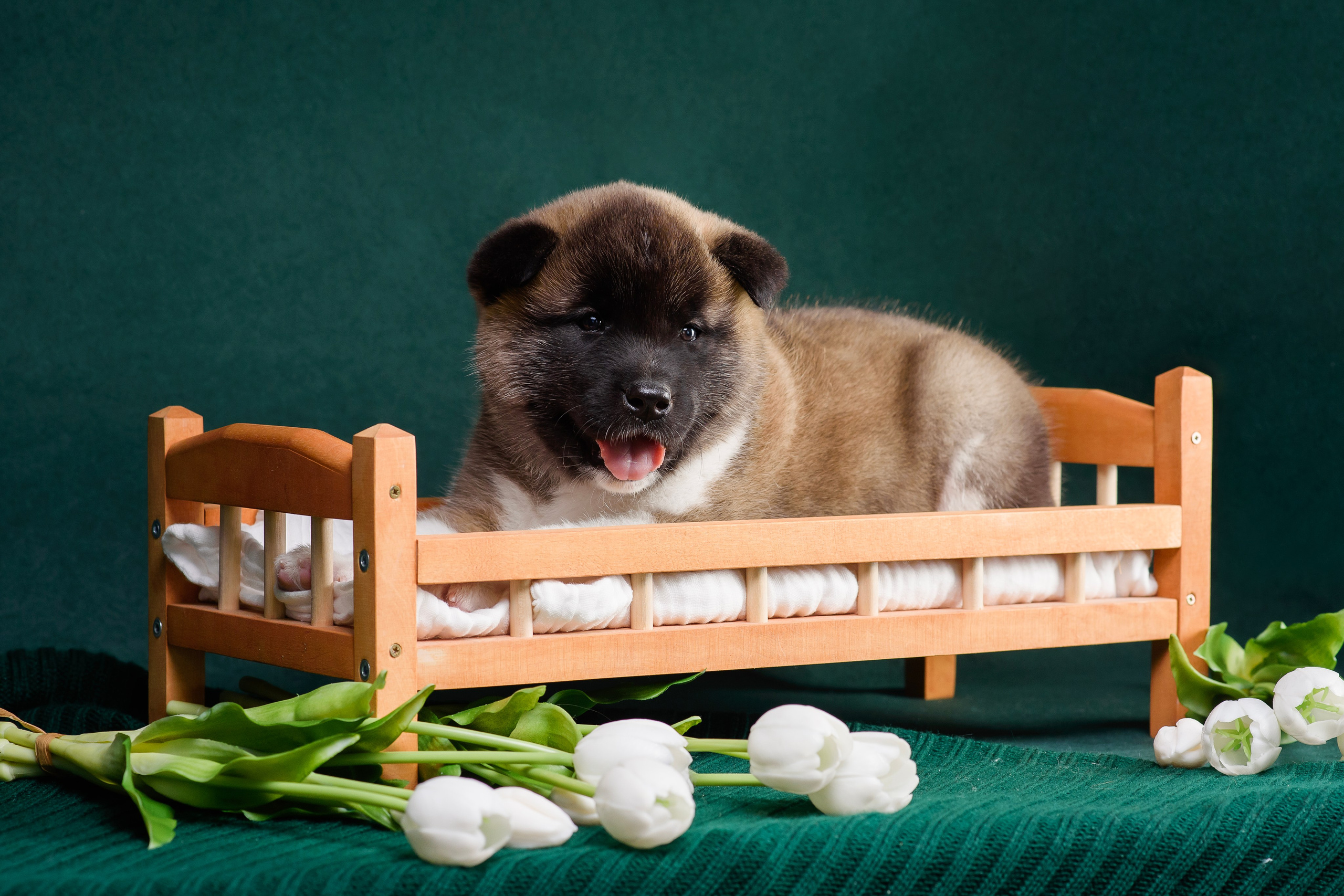 Щенки Американской Акиты. Фотограф — Анималист | Анна Абрамова