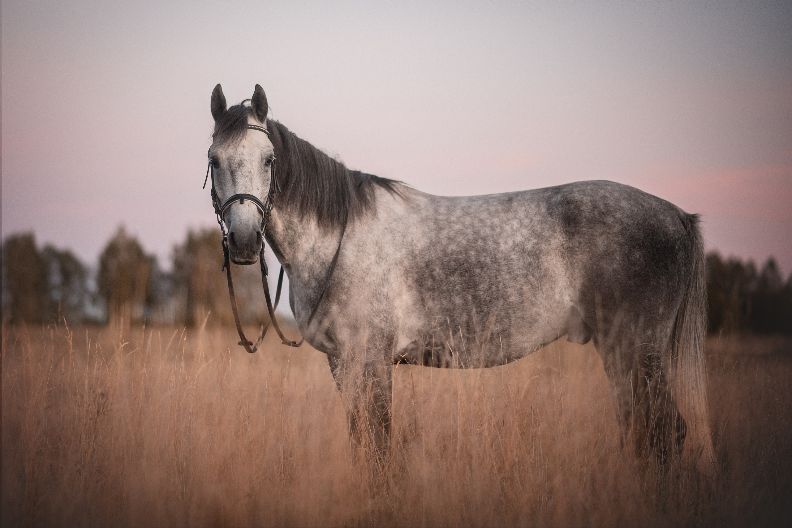 Вероника и Дакар — 23.09.2024. Фотограф — Анималист | Анна Абрамова