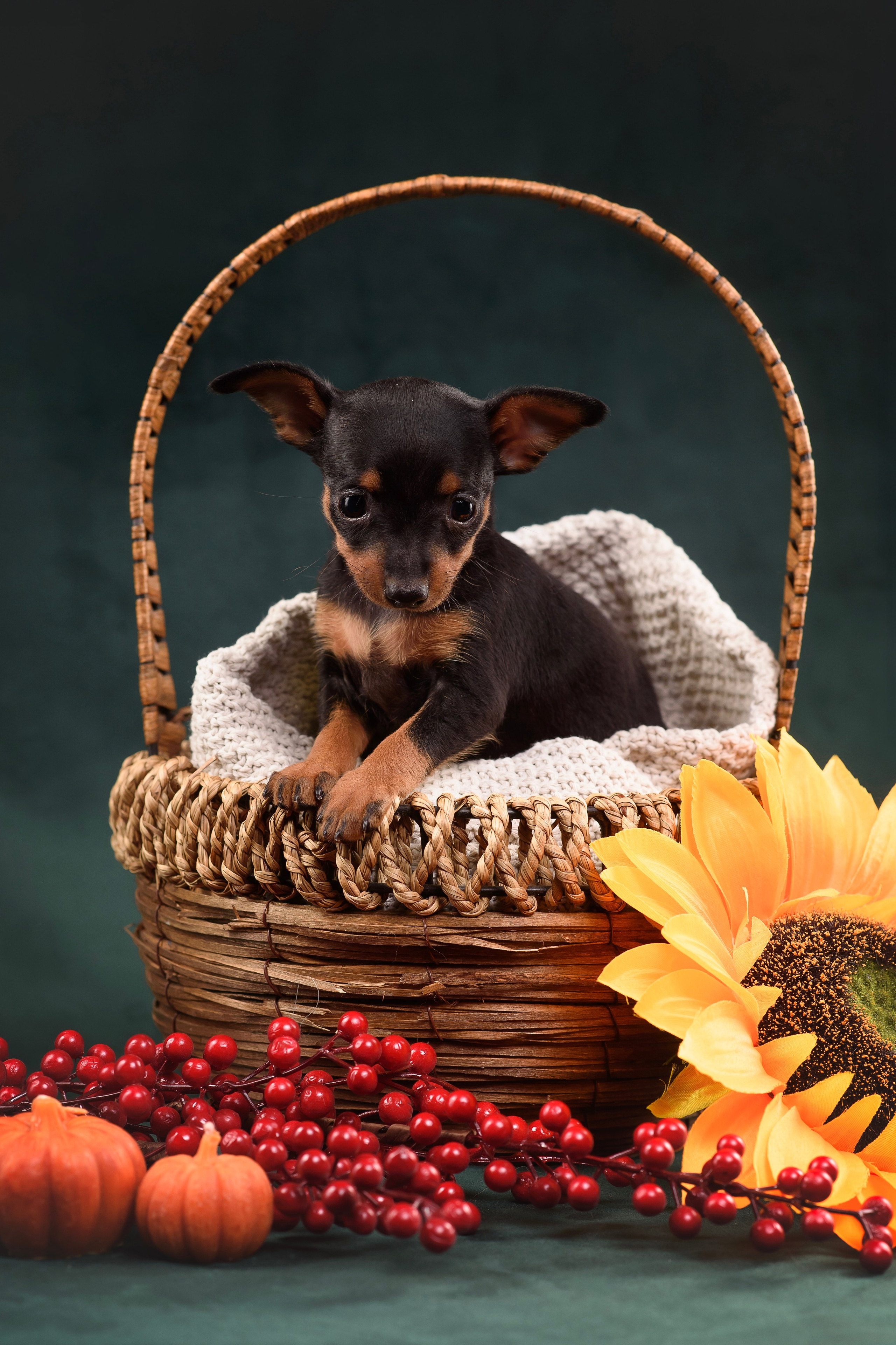 Щенки Пражского крысарика — 19.10.2025. Фотограф — Анималист | Анна Абрамова